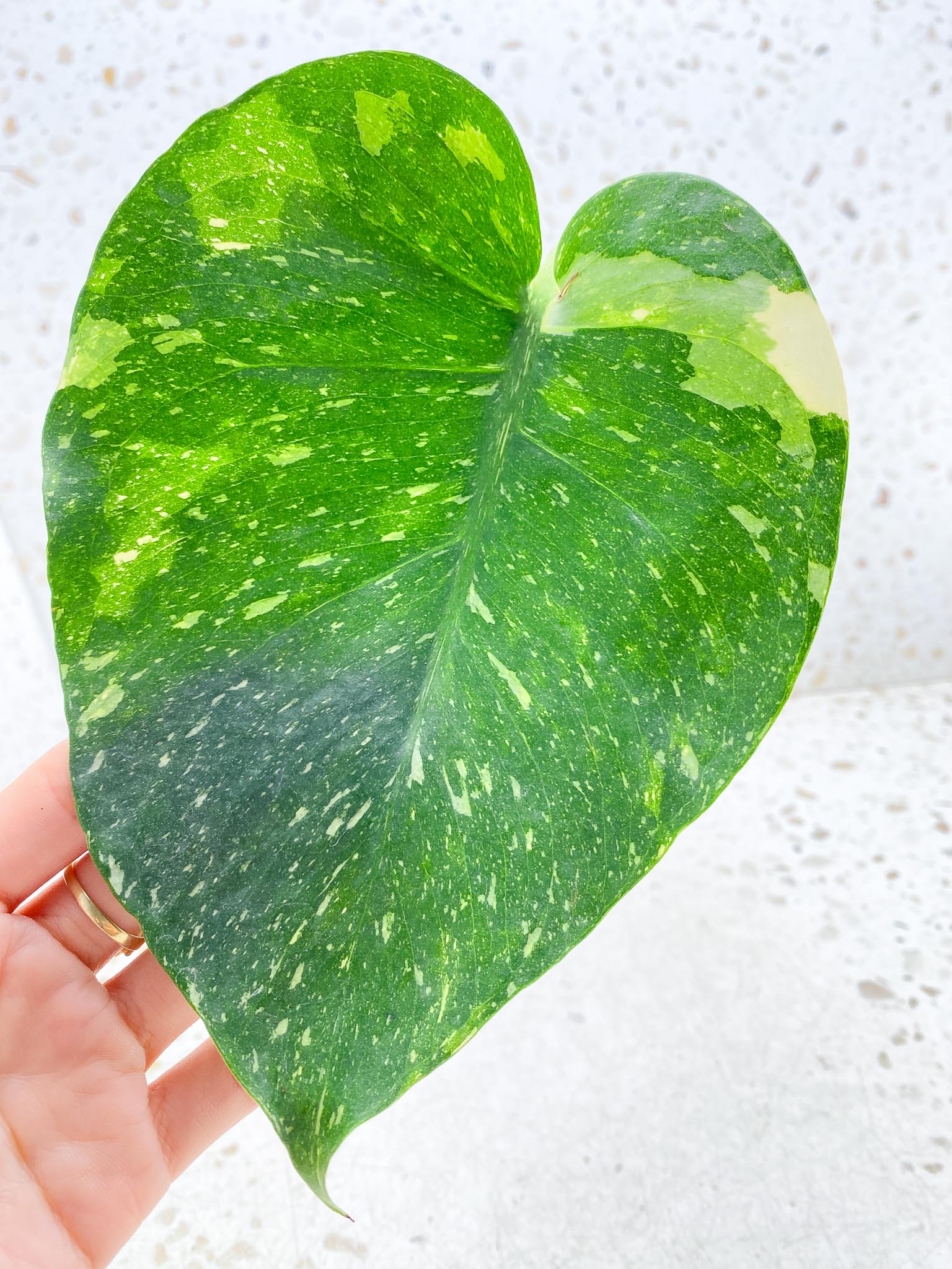 Monstera Thai Constellation Variegated 1 Leaf Multiple options