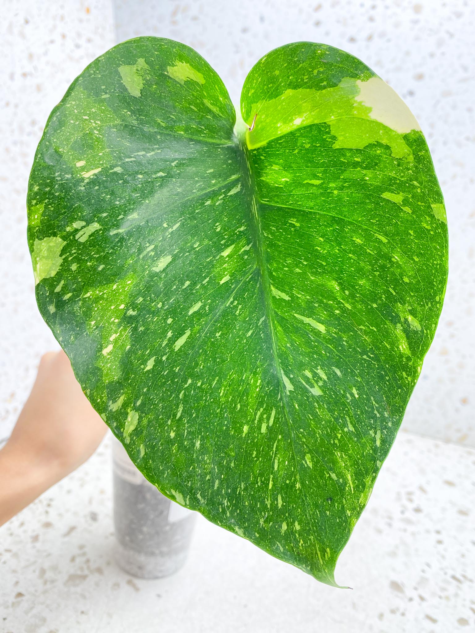 Monstera Thai Constellation Variegated 1 Leaf Multiple options