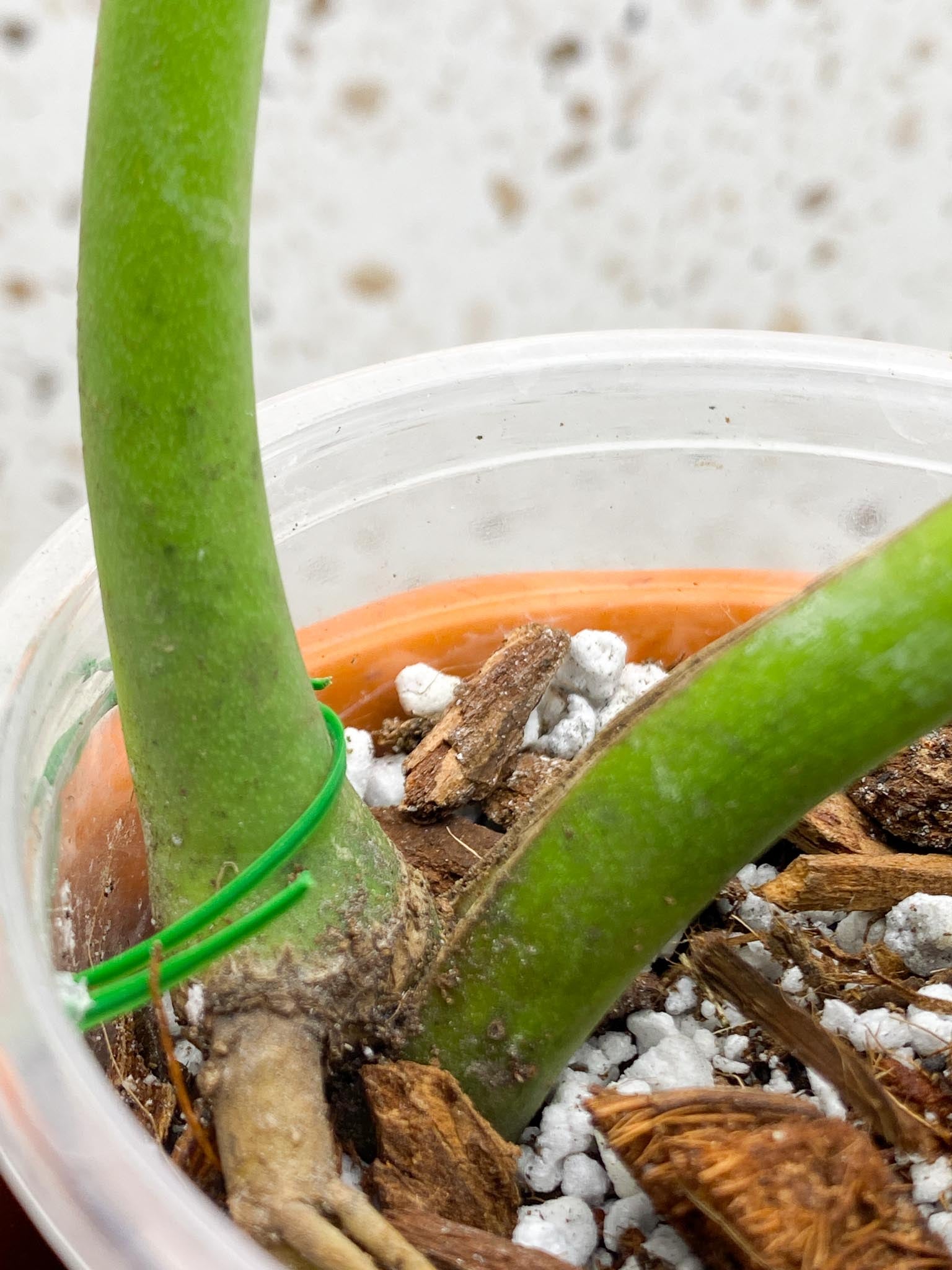 Monstera Burle Marx Flame 2 Leaves  2 Nodes Top Cutting  Rooted