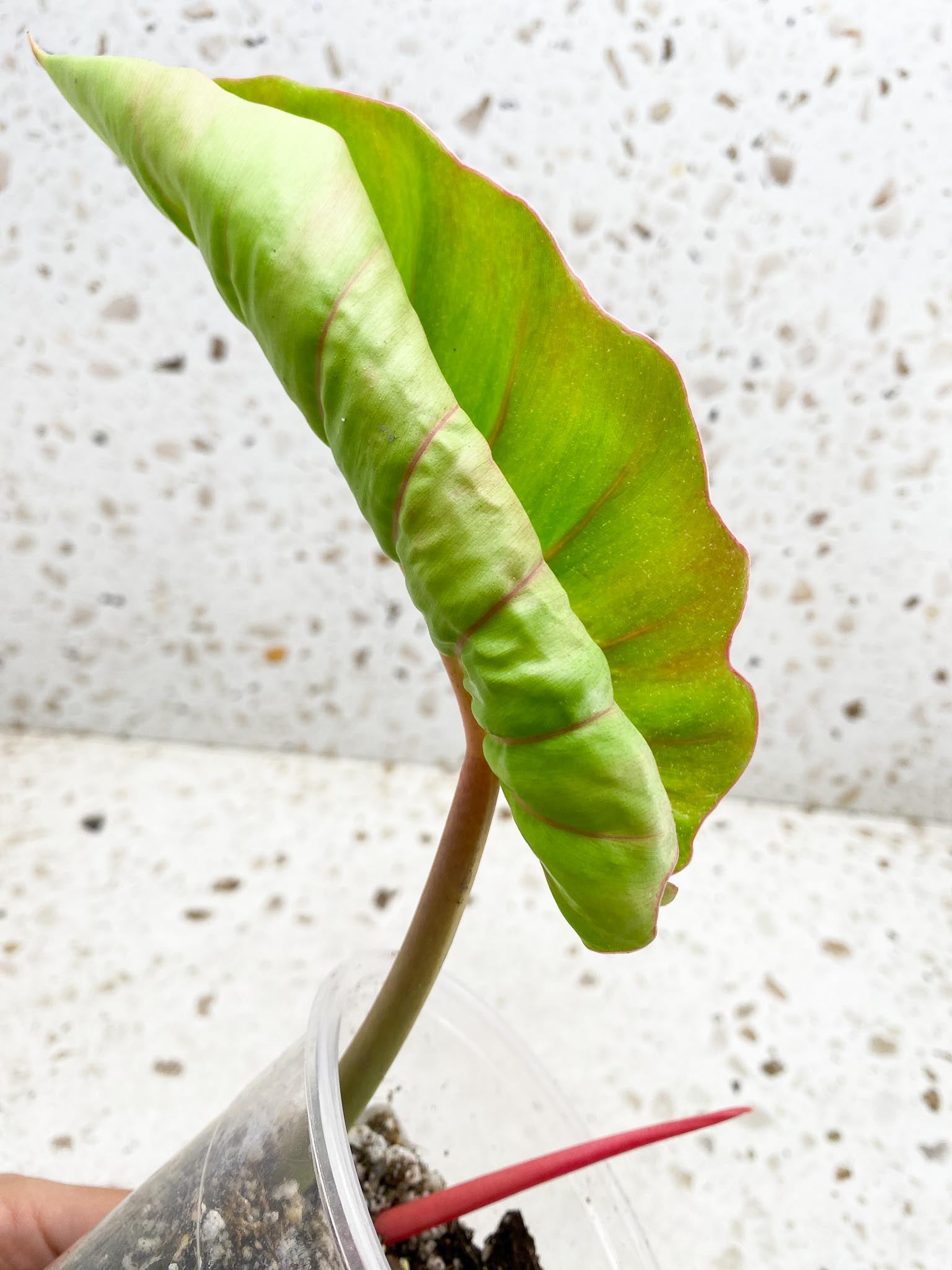 *Philodendron Jungle Fever  Variegated 1 Leaf 2 Nodes  1 Sprout Rooted