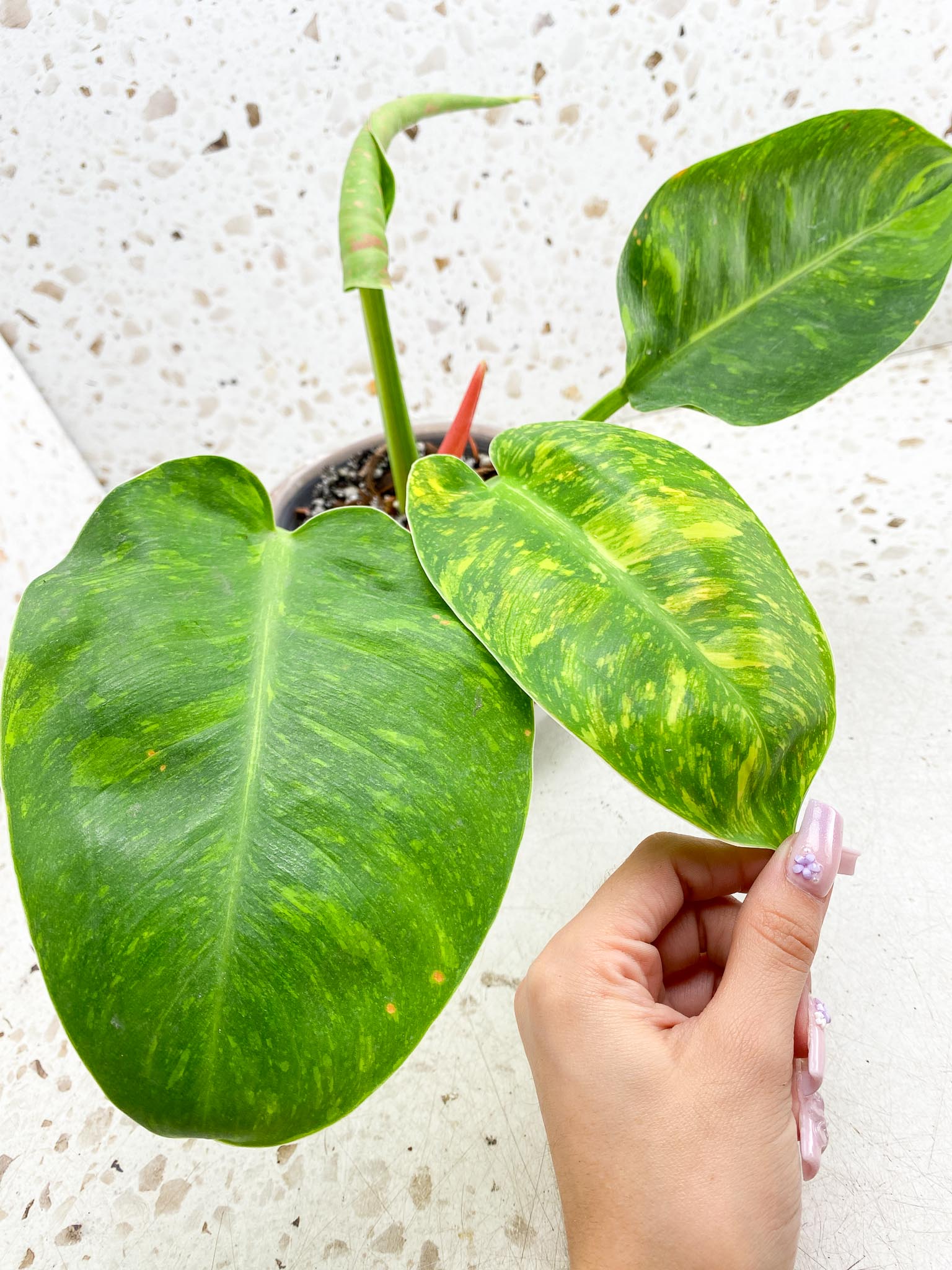 Philodendron Green Congo Nuclear Variegated 4 Leaves 5 Nodes  1 Sprout Rooted