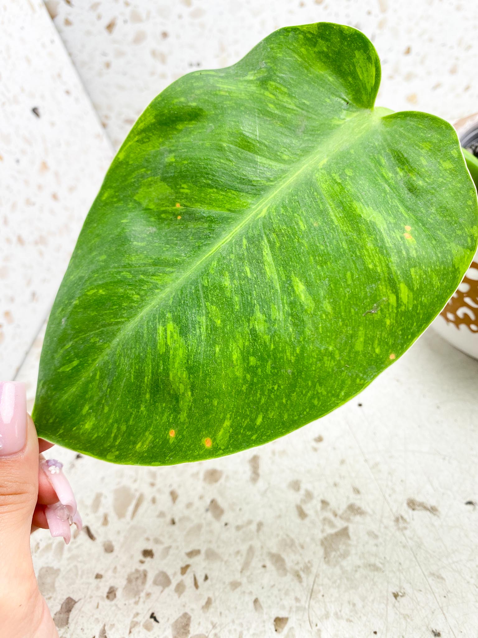 Philodendron Green Congo Nuclear Variegated 4 Leaves 5 Nodes  1 Sprout Rooted