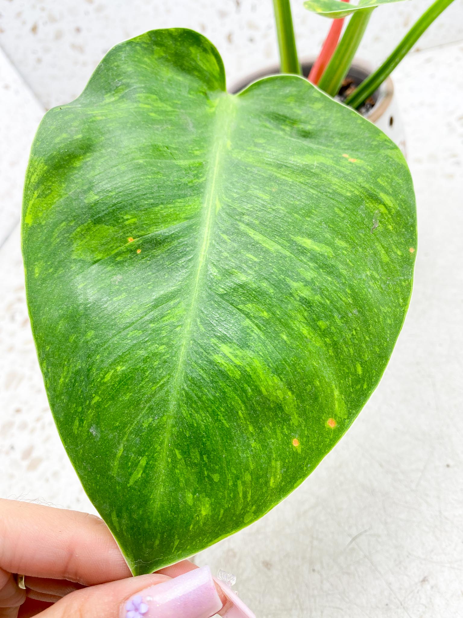 Philodendron Green Congo Nuclear Variegated 4 Leaves 5 Nodes  1 Sprout Rooted