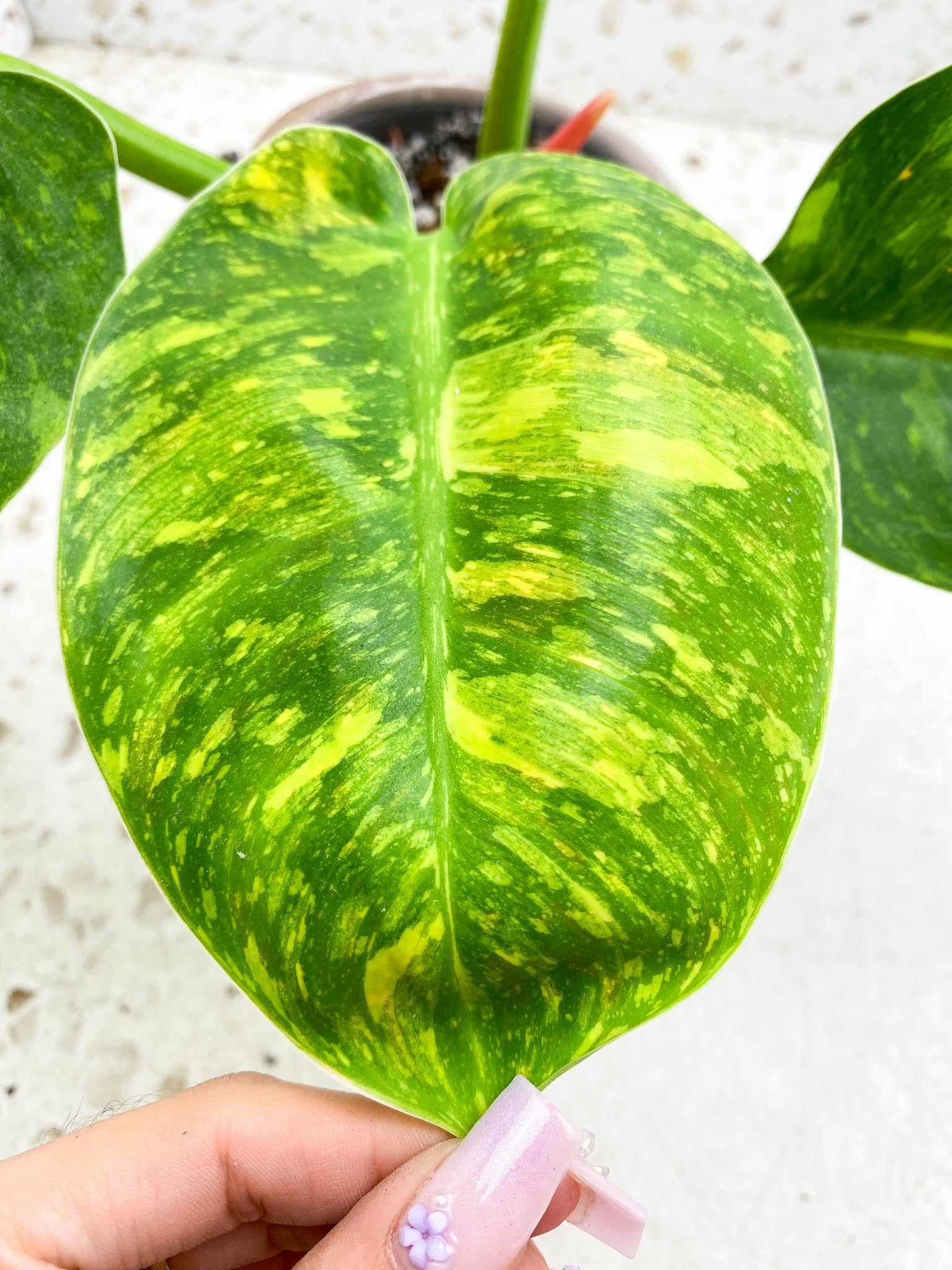 Philodendron Green Congo Nuclear Variegated 4 Leaves 5 Nodes  1 Sprout Rooted