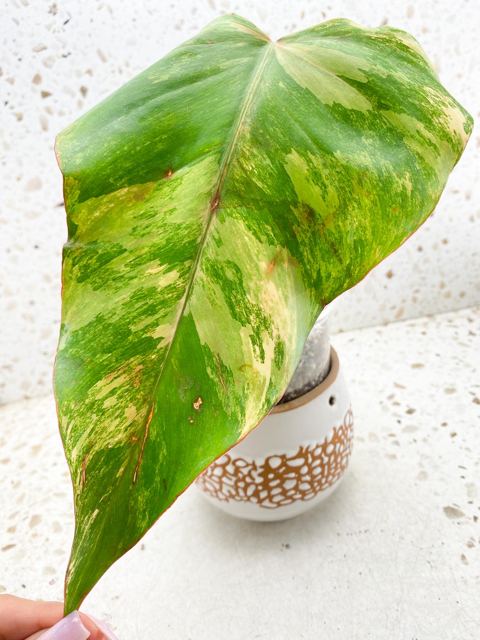 Philodendron Strawberry Shake Variegated  1 Leaf 1 Node  Rooted