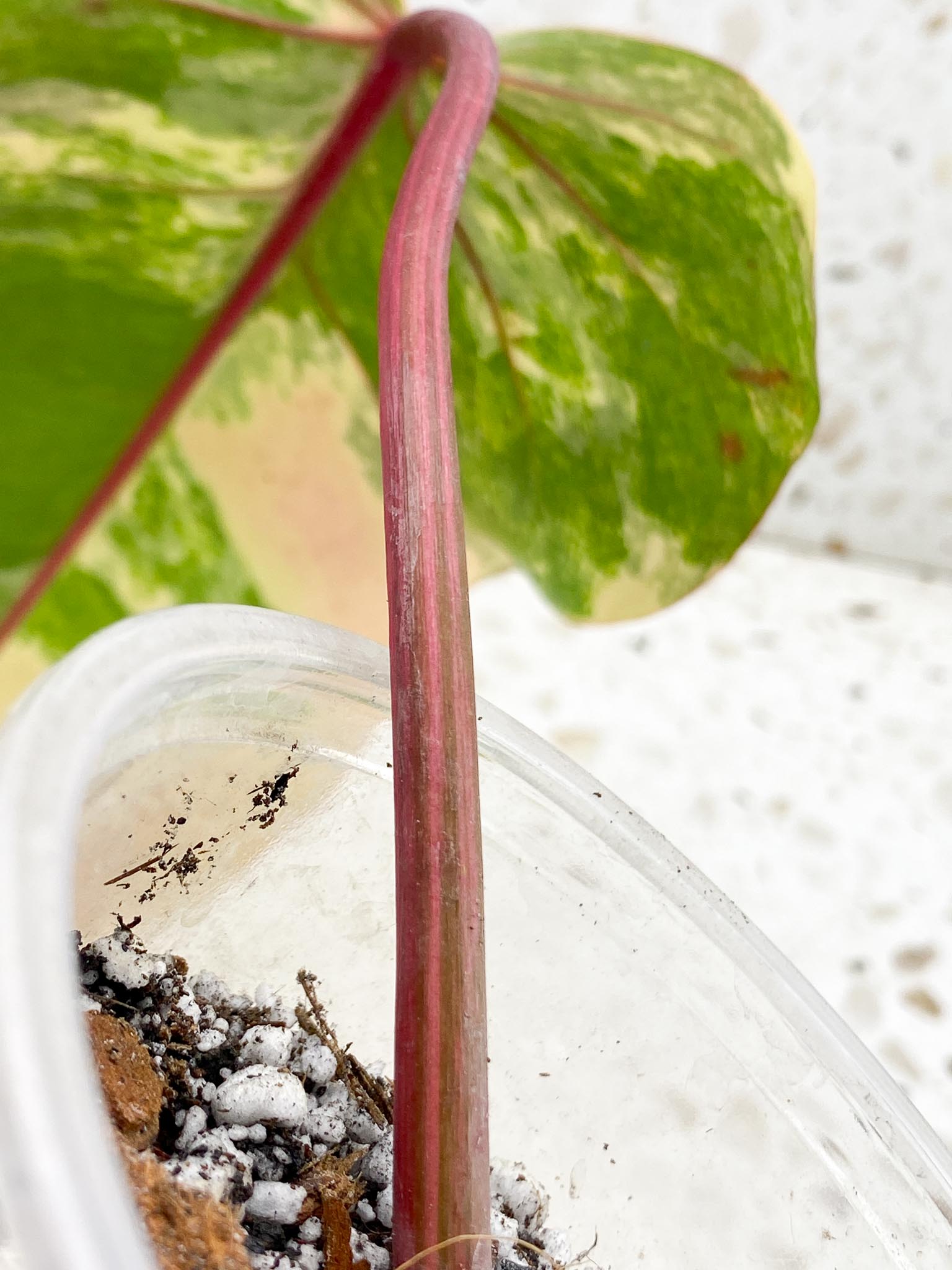 *Philodendron Strawberry Shake Variegated 1 Leaf Double Node  Rooted