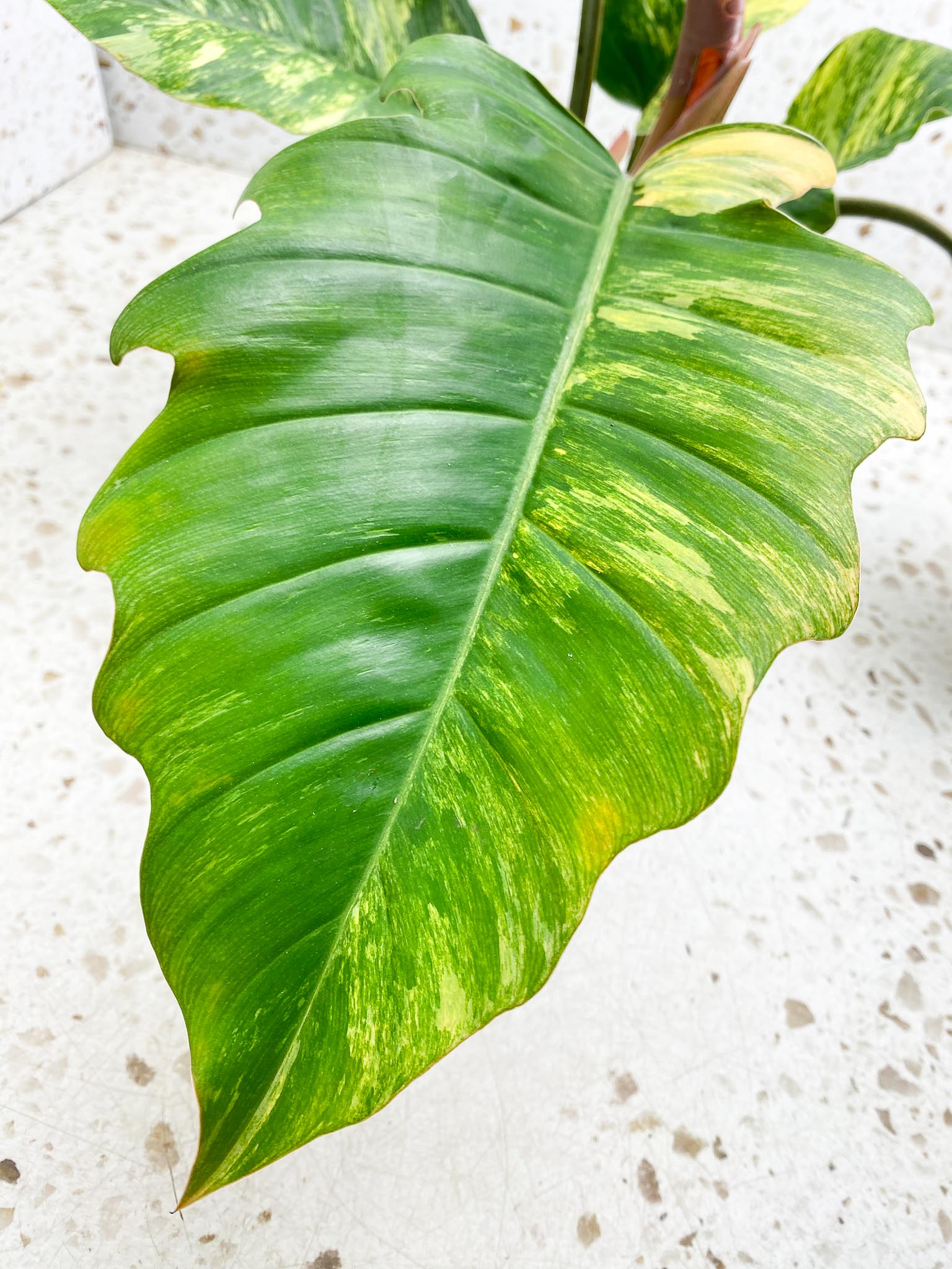 Philodendron Caramel Marble Variegated Multiple Leaves Multiple Nodes 1 Sprout Top Cutting Rooted-