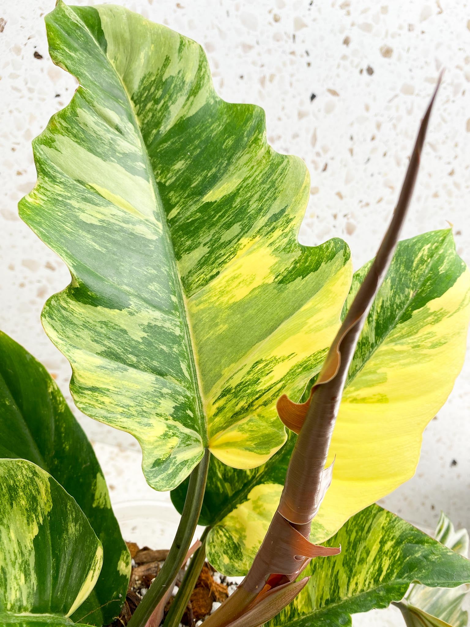 Philodendron Caramel Marble Variegated Multiple Leaves Multiple Nodes 1 Sprout Top Cutting Rooted-