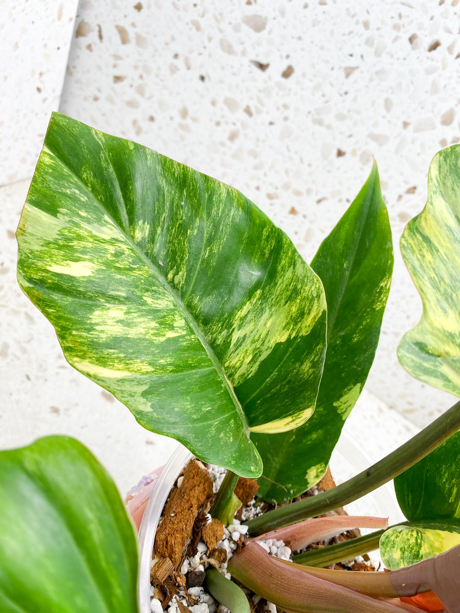 Philodendron Caramel Marble Variegated Multiple Leaves Multiple Nodes 1 Sprout Top Cutting Rooted-