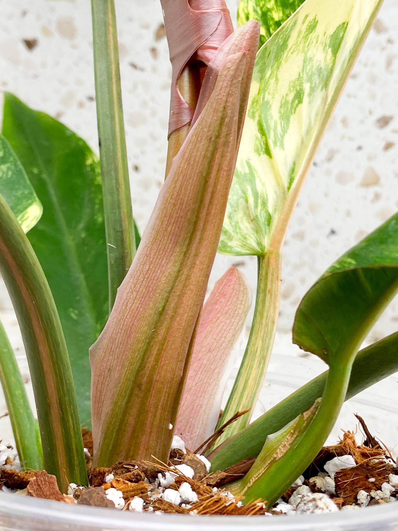 Philodendron Caramel Marble Variegated Multiple Leaves Multiple Nodes 1 Sprout Top Cutting Rooted-