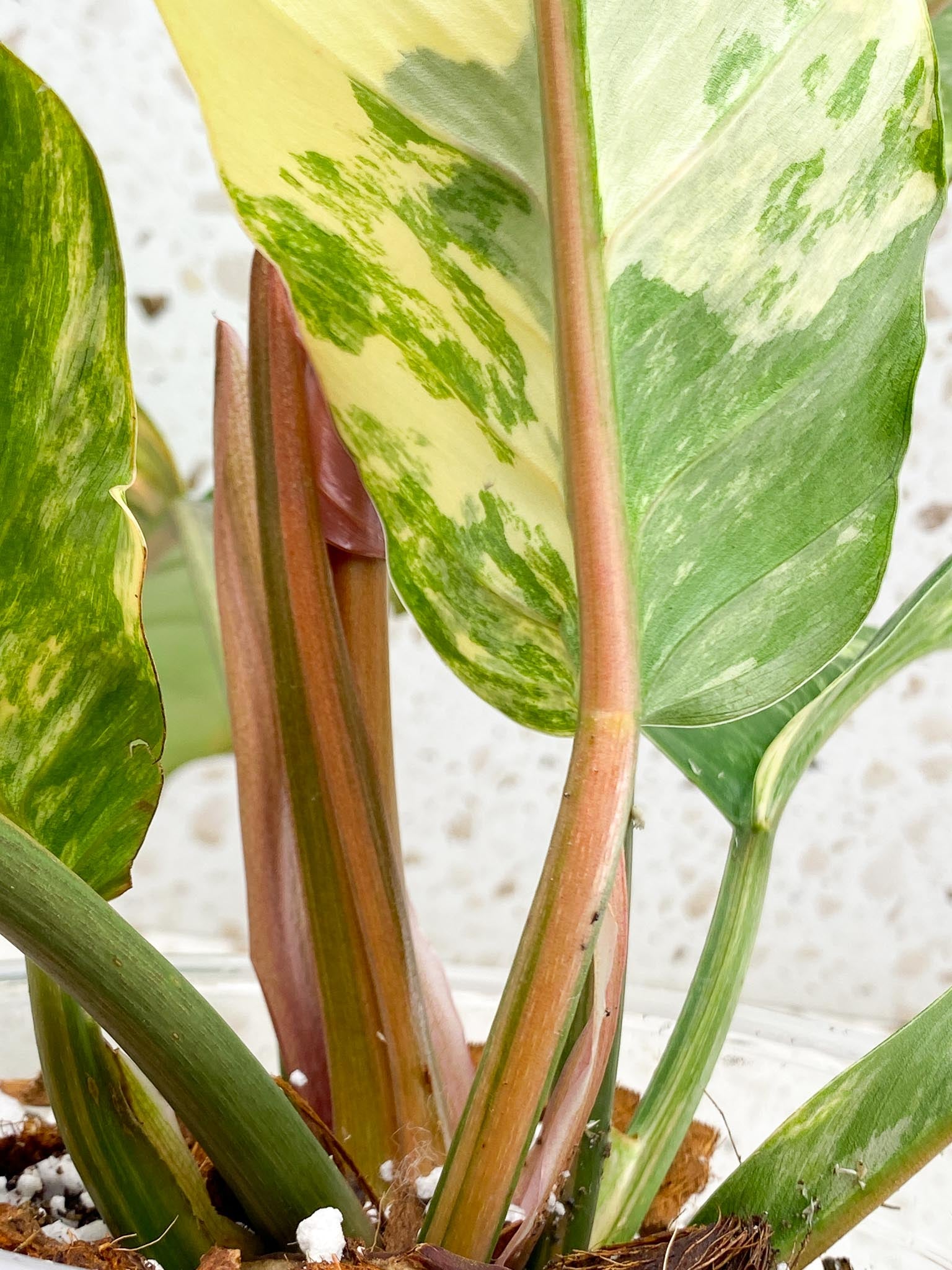 Philodendron Caramel Marble Variegated Multiple Leaves Multiple Nodes 1 Sprout Top Cutting Rooted-