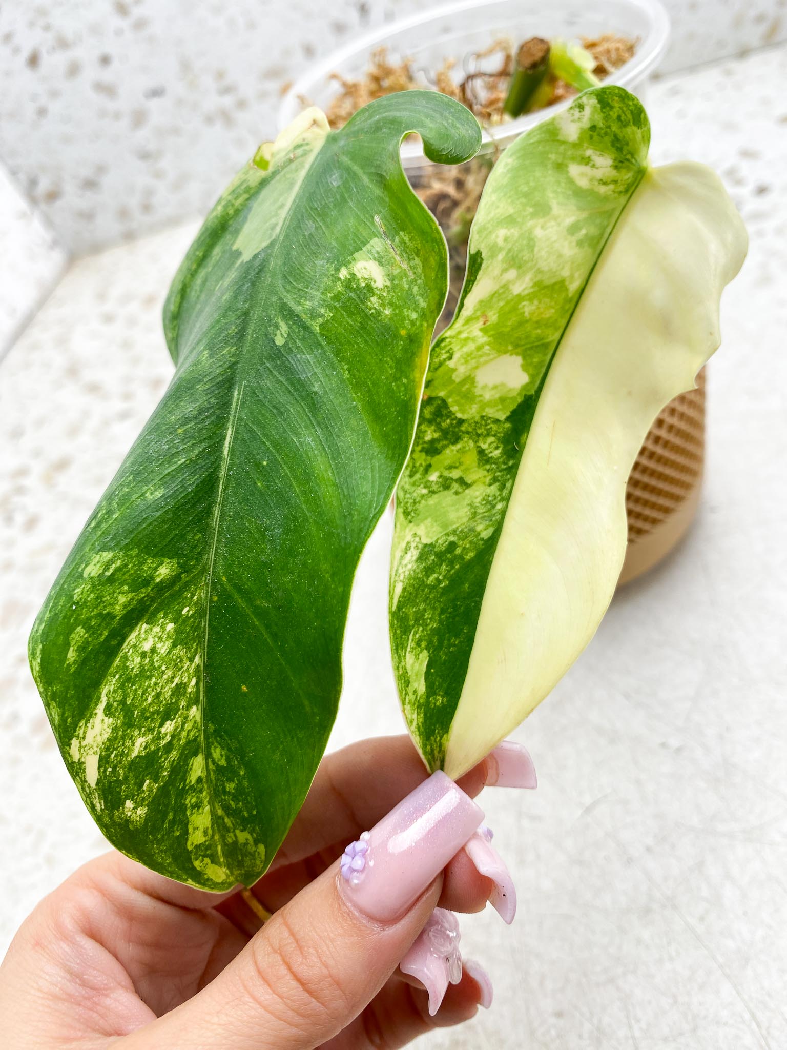 *Philodendron Domesticum Variegated 2 Leaves  2 Nodes  Rooted