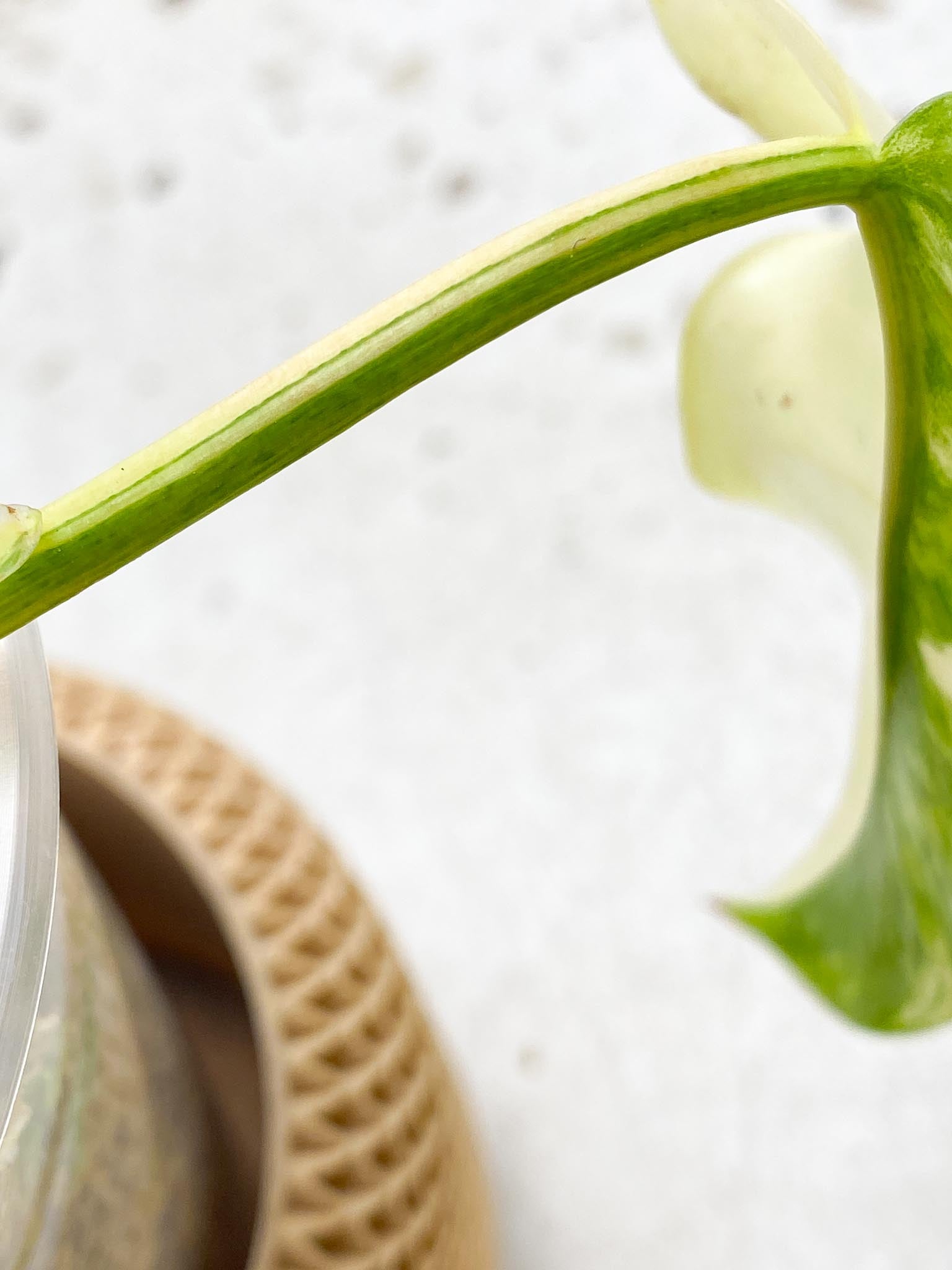 *Philodendron Domesticum Variegated 2 Leaves  2 Nodes  Rooted