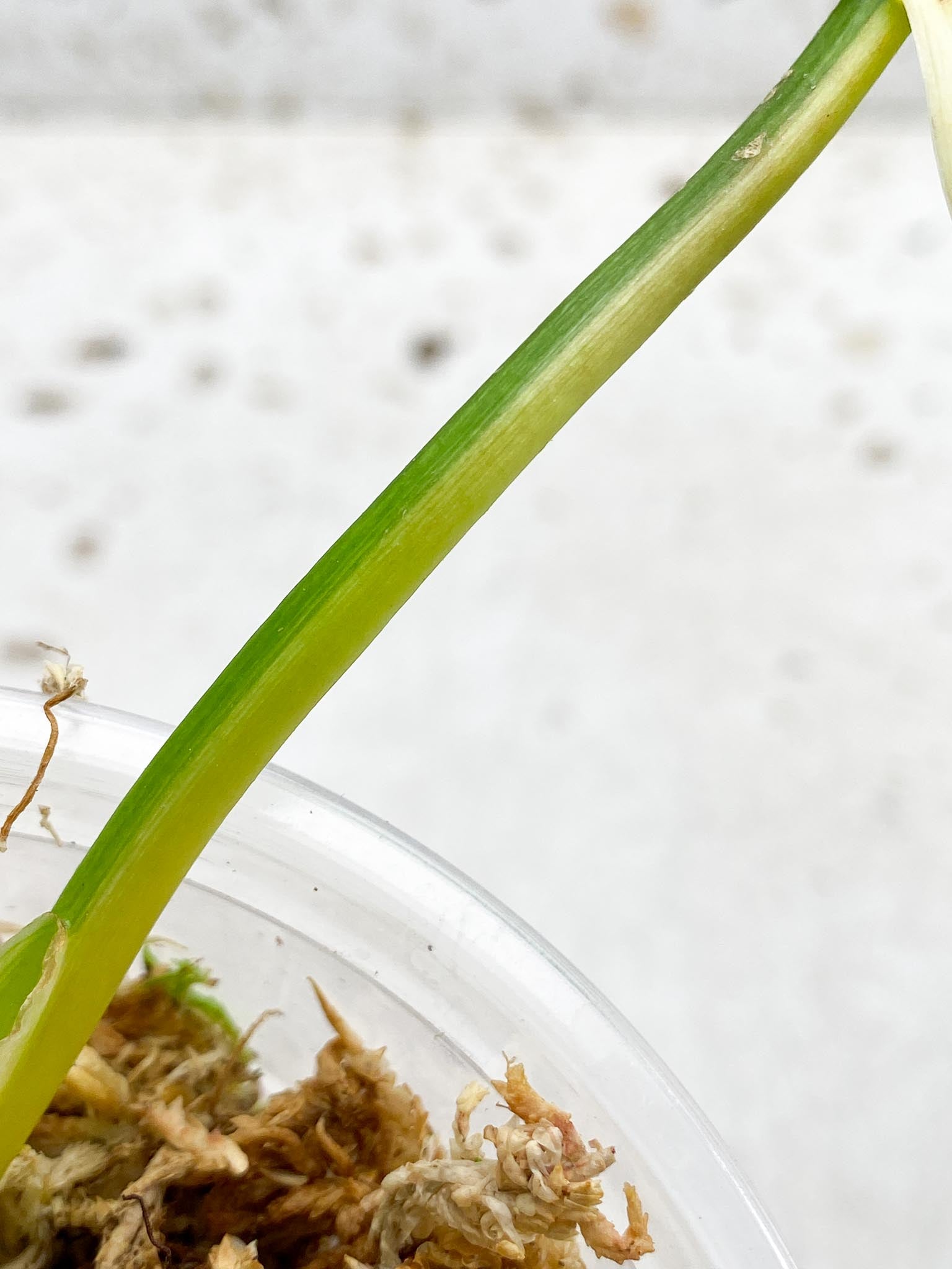 *Philodendron Domesticum Variegated 2 Leaves  2 Nodes  Rooted