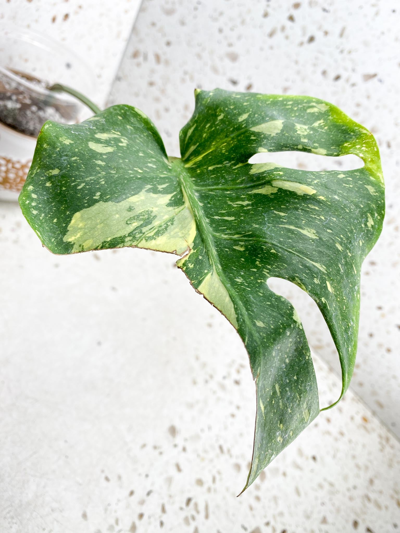 Monstera Thai Constellation Variegated 1 Leaf 1 Node  Rooted