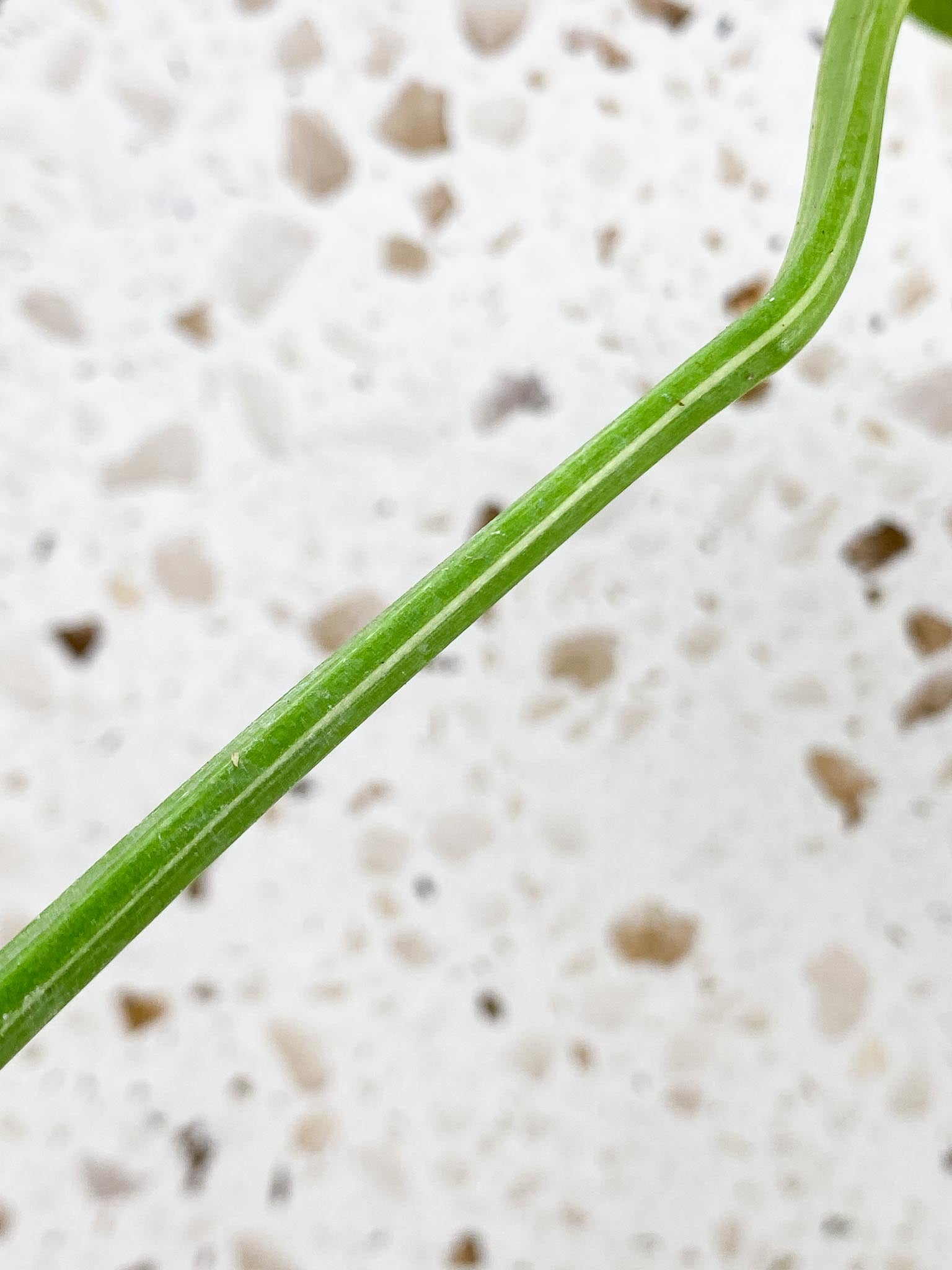 Monstera Thai Constellation Variegated 1 Leaf 1 Node  Rooted