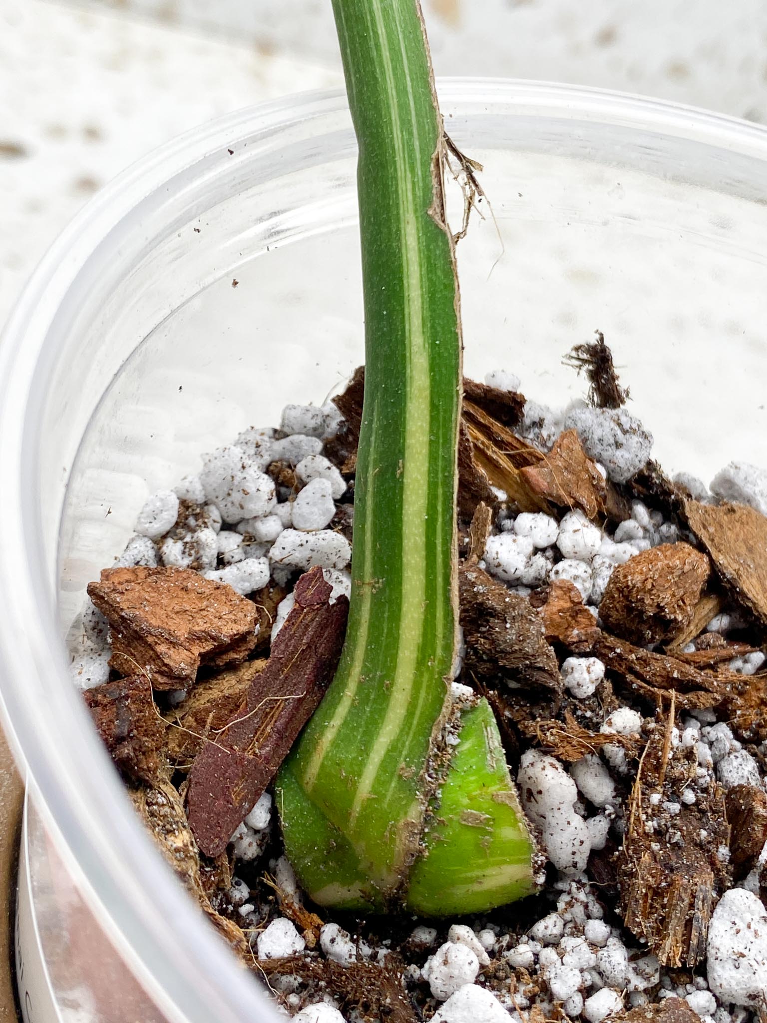 Monstera Thai Constellation Variegated 1 Leaf 1 Node  Rooted