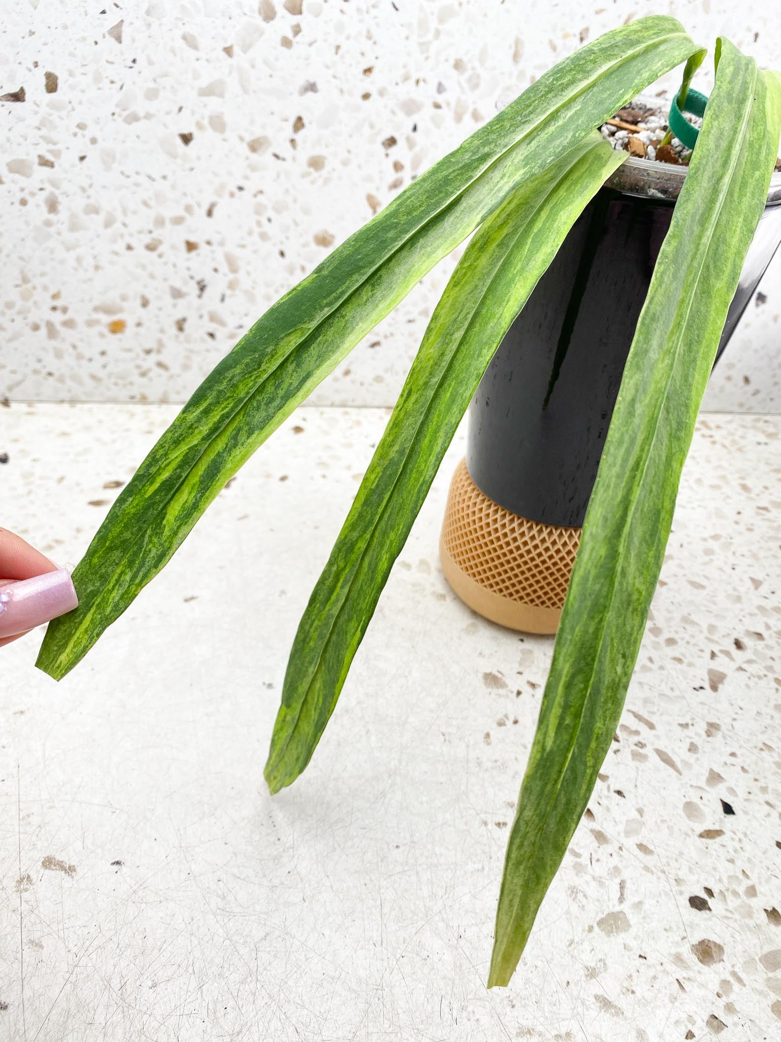 Anthurium Vittarifolium Variegated 3 Leaves  3 Nodes  Rooted