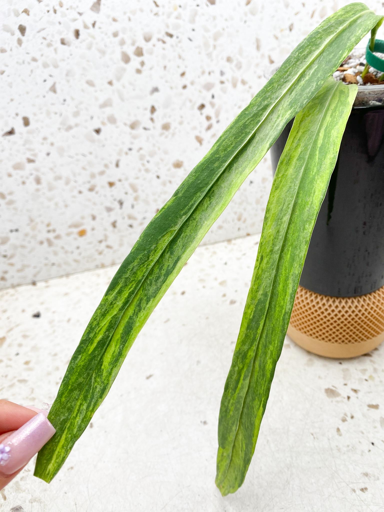 Anthurium Vittarifolium Variegated 3 Leaves  3 Nodes  Rooted