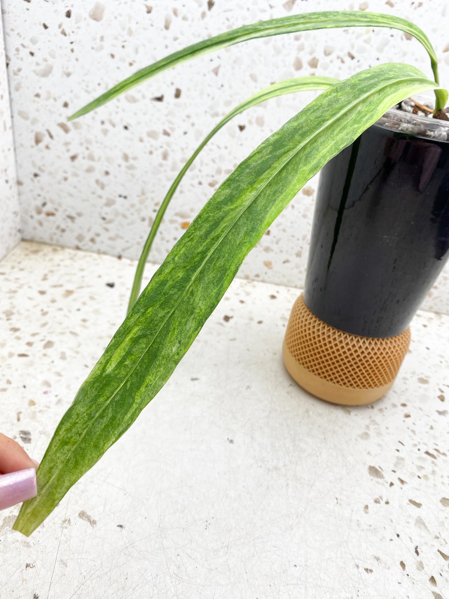 Anthurium Vittarifolium Variegated 3 Leaves  3 Nodes  Rooted