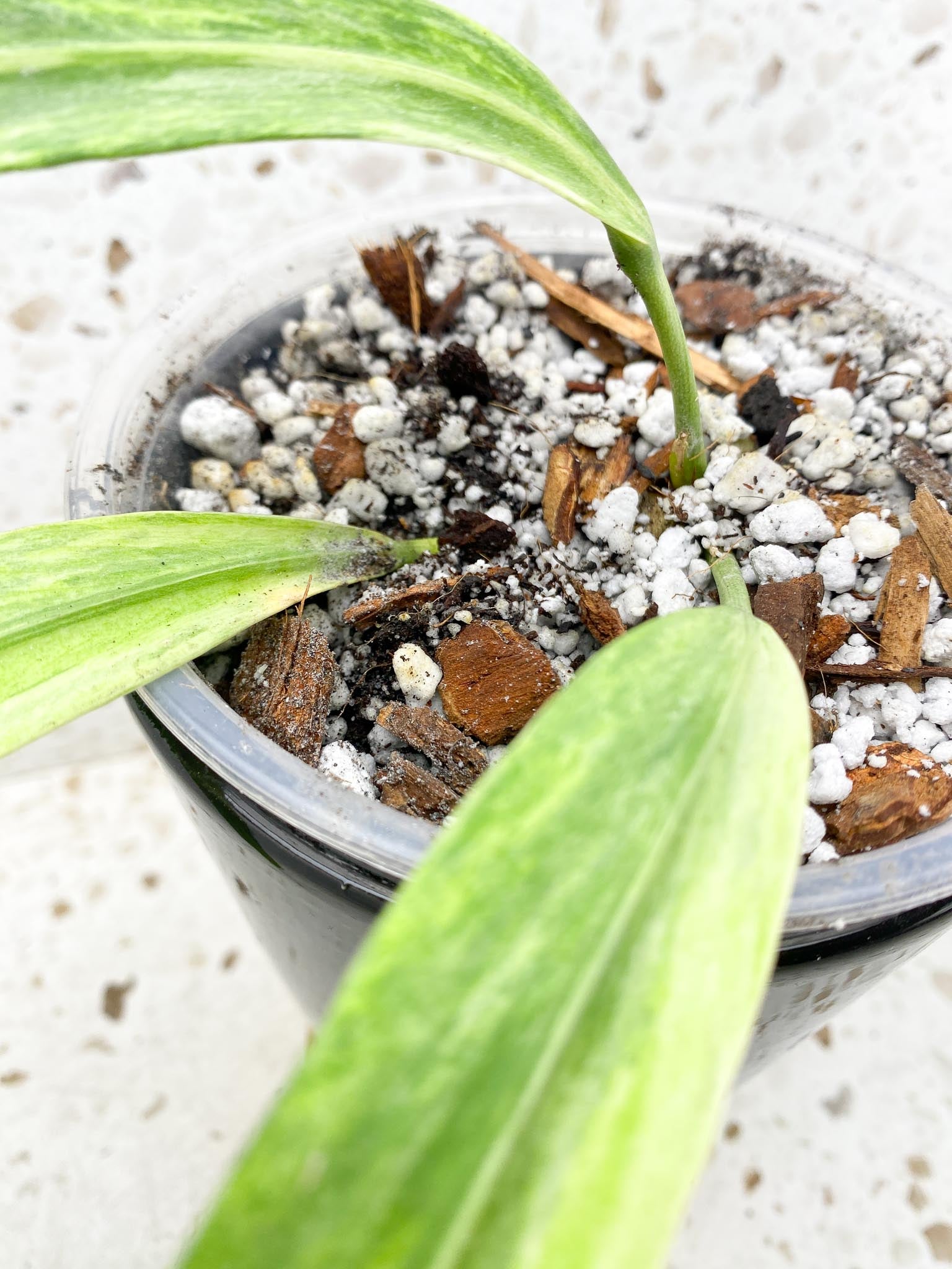 Anthurium Vittarifolium Variegated 3 Leaves  3 Nodes  Rooted