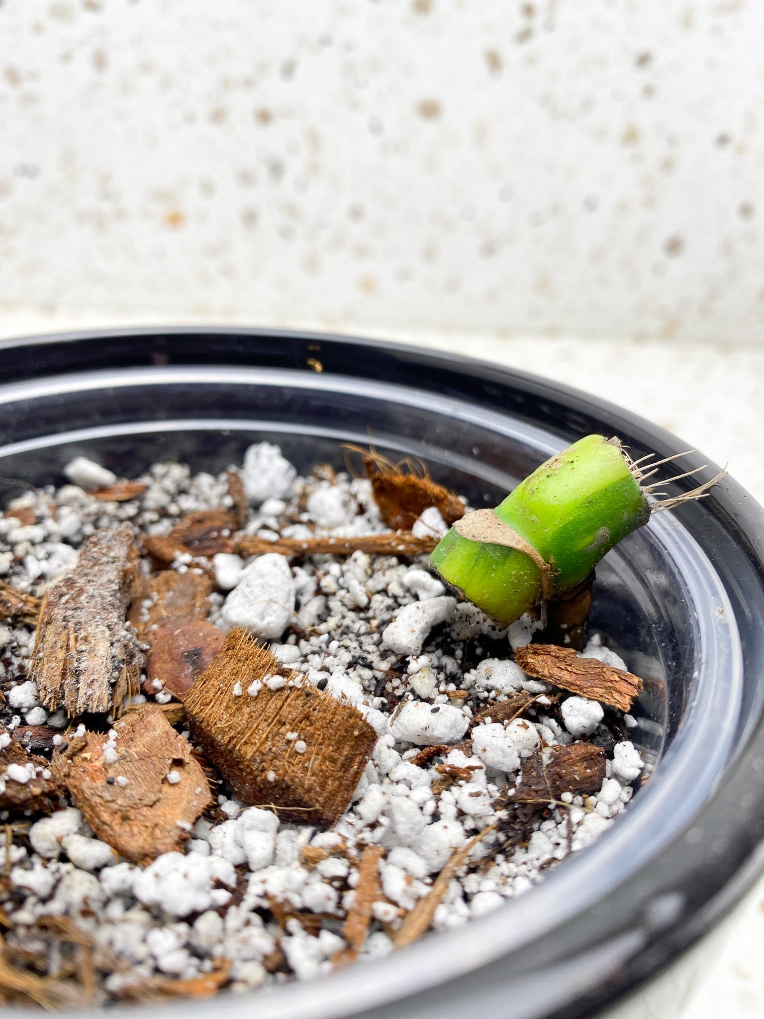 *Monstera Aurea Tricolor 1 Node  Rooted