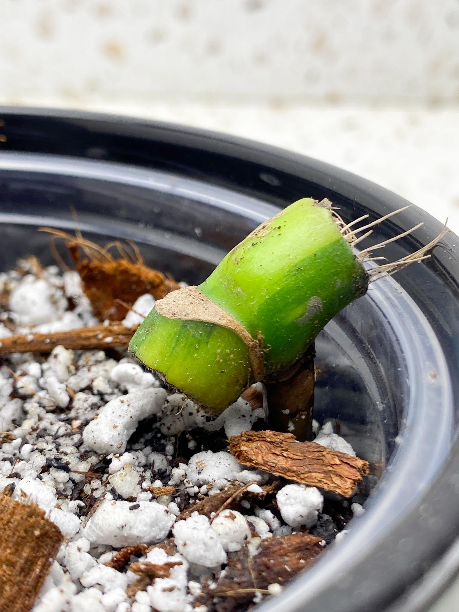 *Monstera Aurea Tricolor 1 Node  Rooted