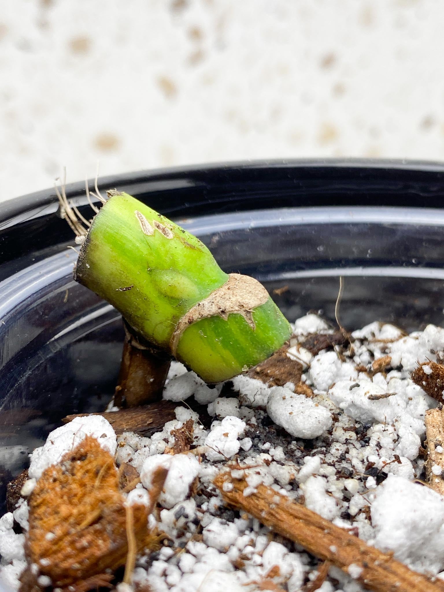 *Monstera Aurea Tricolor 1 Node  Rooted