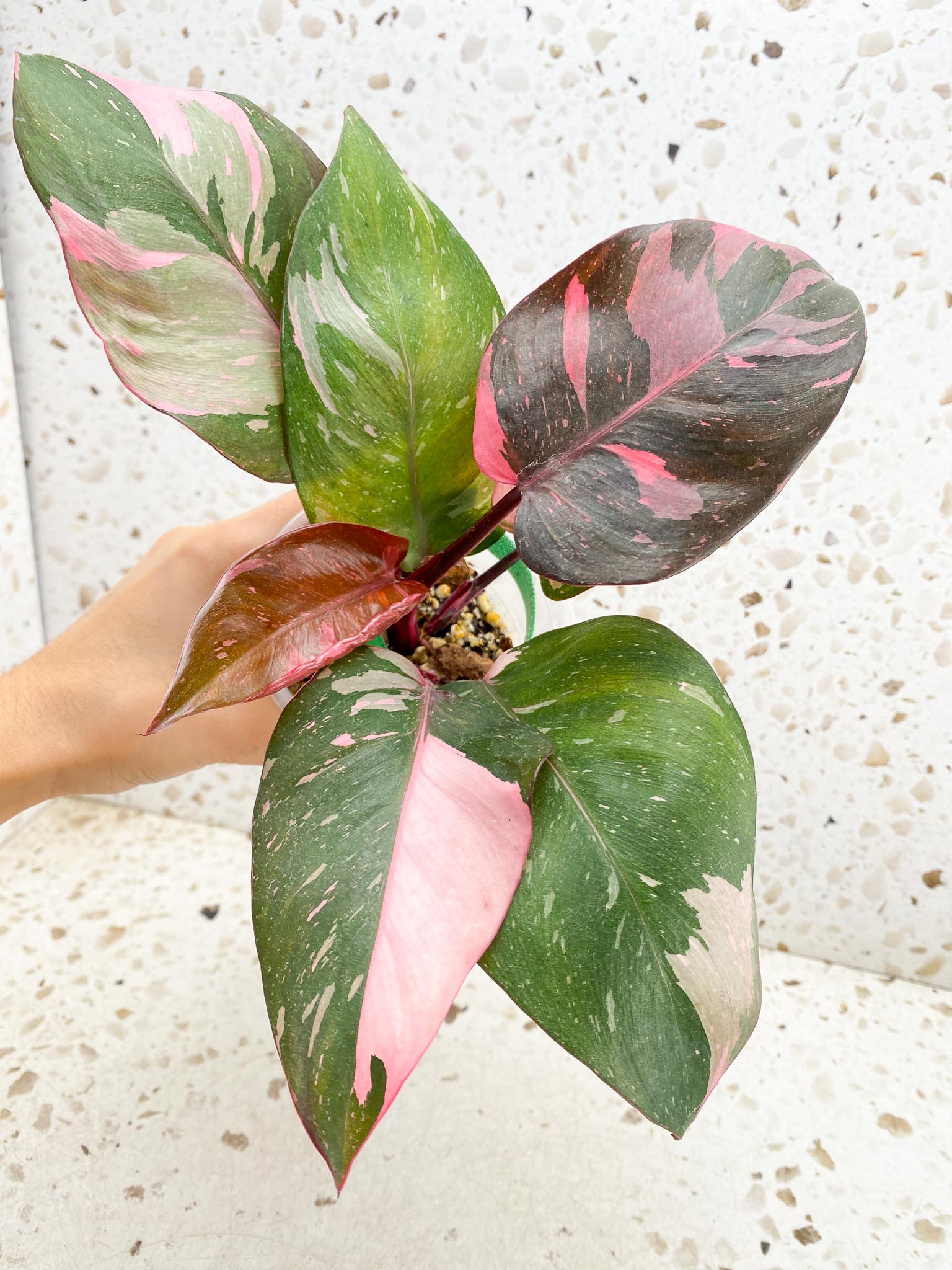 Philodendron Pink Princess Marble Galaxy Variegated Multiple Leaves Multiple Nodes Top Cutting Rooted