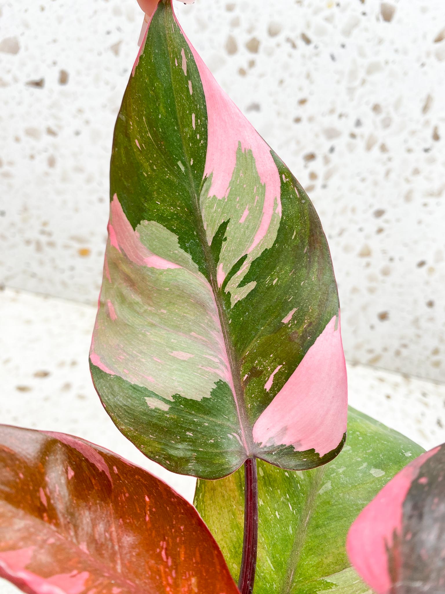 Philodendron Pink Princess Marble Galaxy Variegated Multiple Leaves Multiple Nodes Top Cutting Rooted