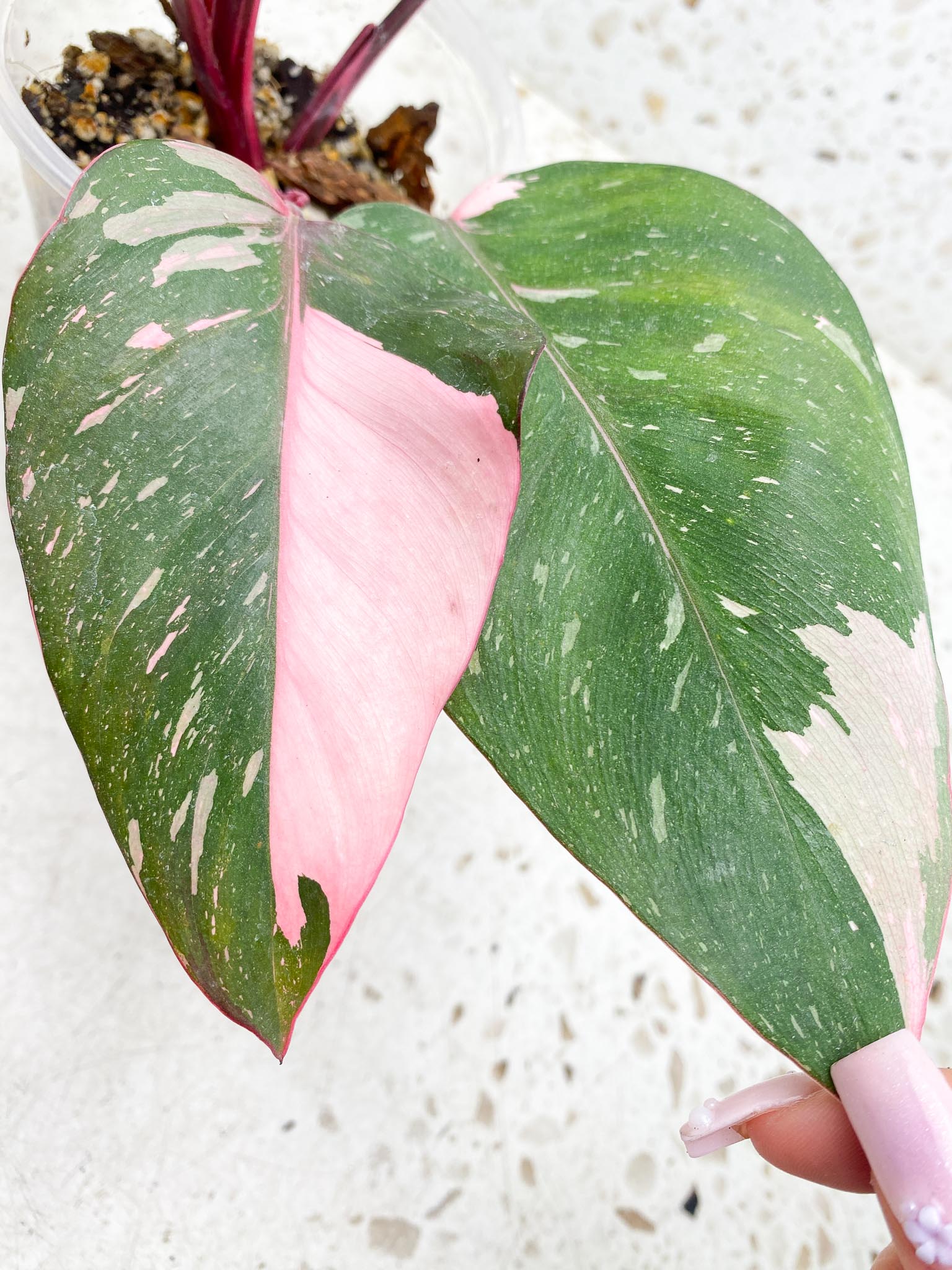 Philodendron Pink Princess Marble Galaxy Variegated Multiple Leaves Multiple Nodes Top Cutting Rooted