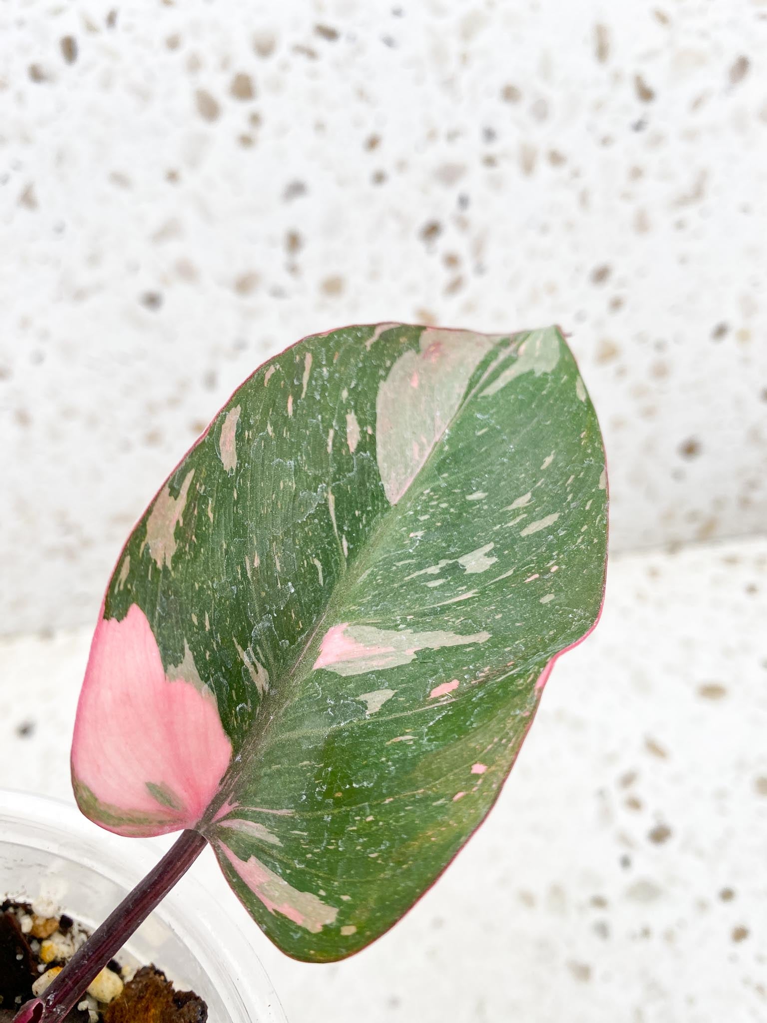 Philodendron Pink Princess Marble Galaxy Variegated Multiple Leaves Multiple Nodes Top Cutting Rooted