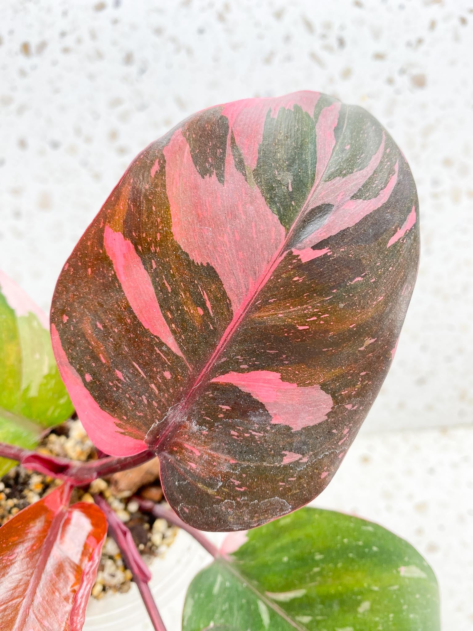 Philodendron Pink Princess Marble Galaxy Variegated Multiple Leaves Multiple Nodes Top Cutting Rooted