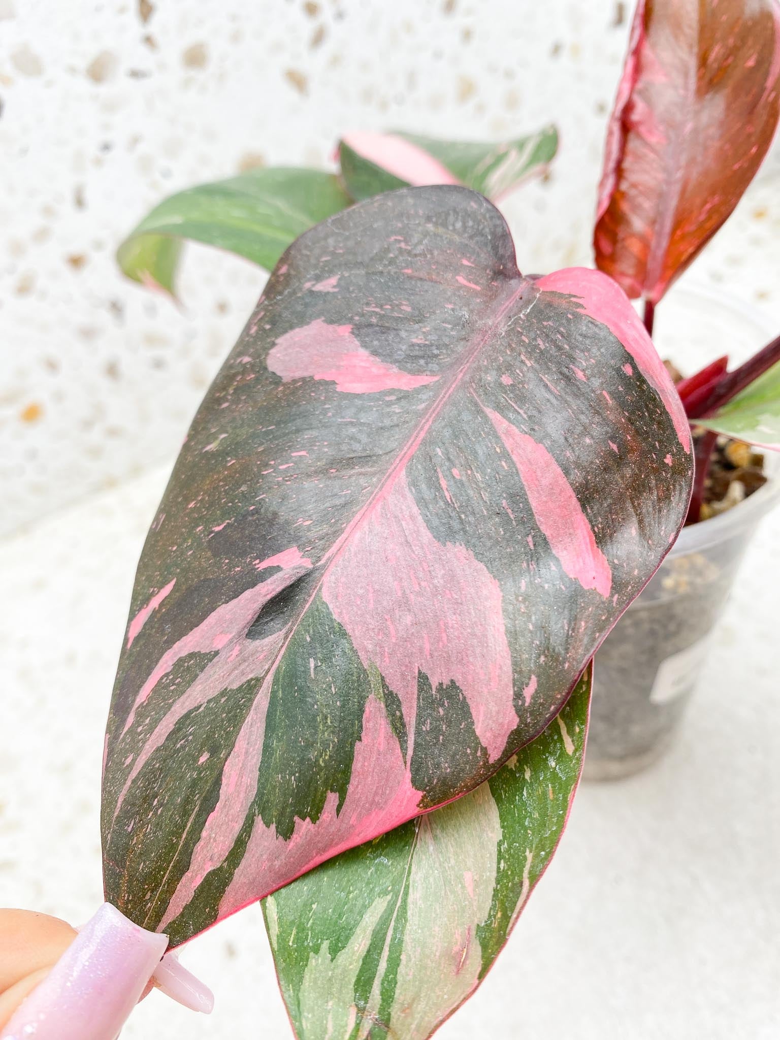 Philodendron Pink Princess Marble Galaxy Variegated Multiple Leaves Multiple Nodes Top Cutting Rooted