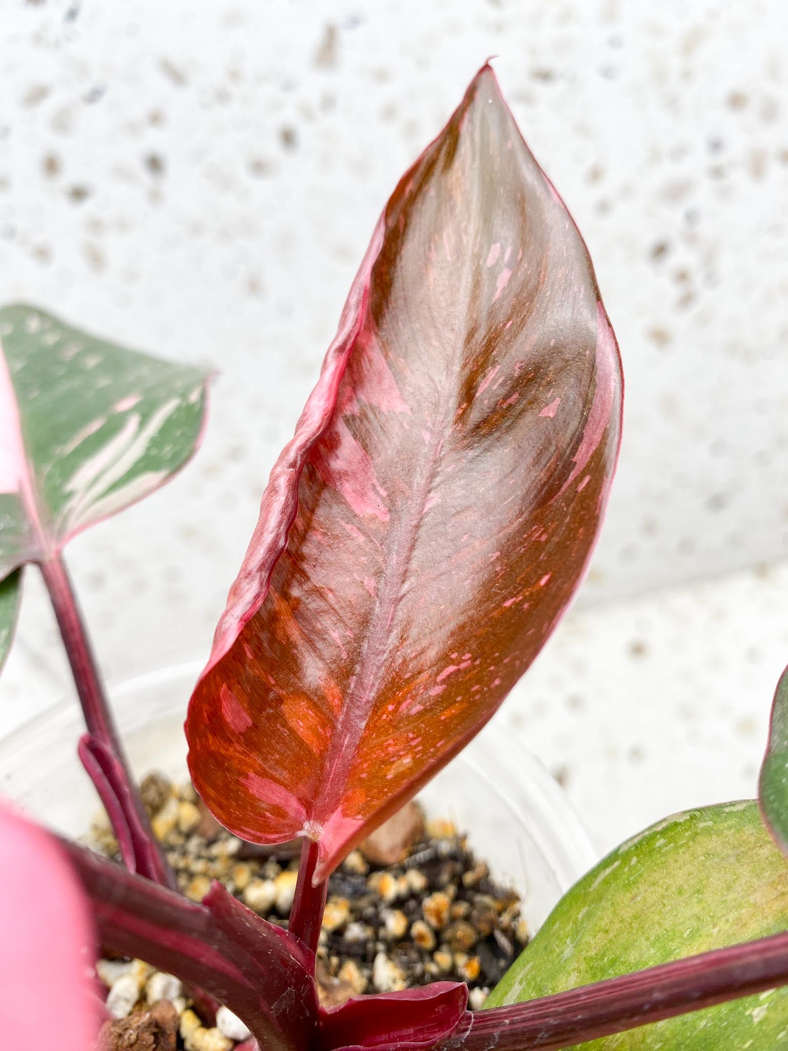 Philodendron Pink Princess Marble Galaxy Variegated Multiple Leaves Multiple Nodes Top Cutting Rooted