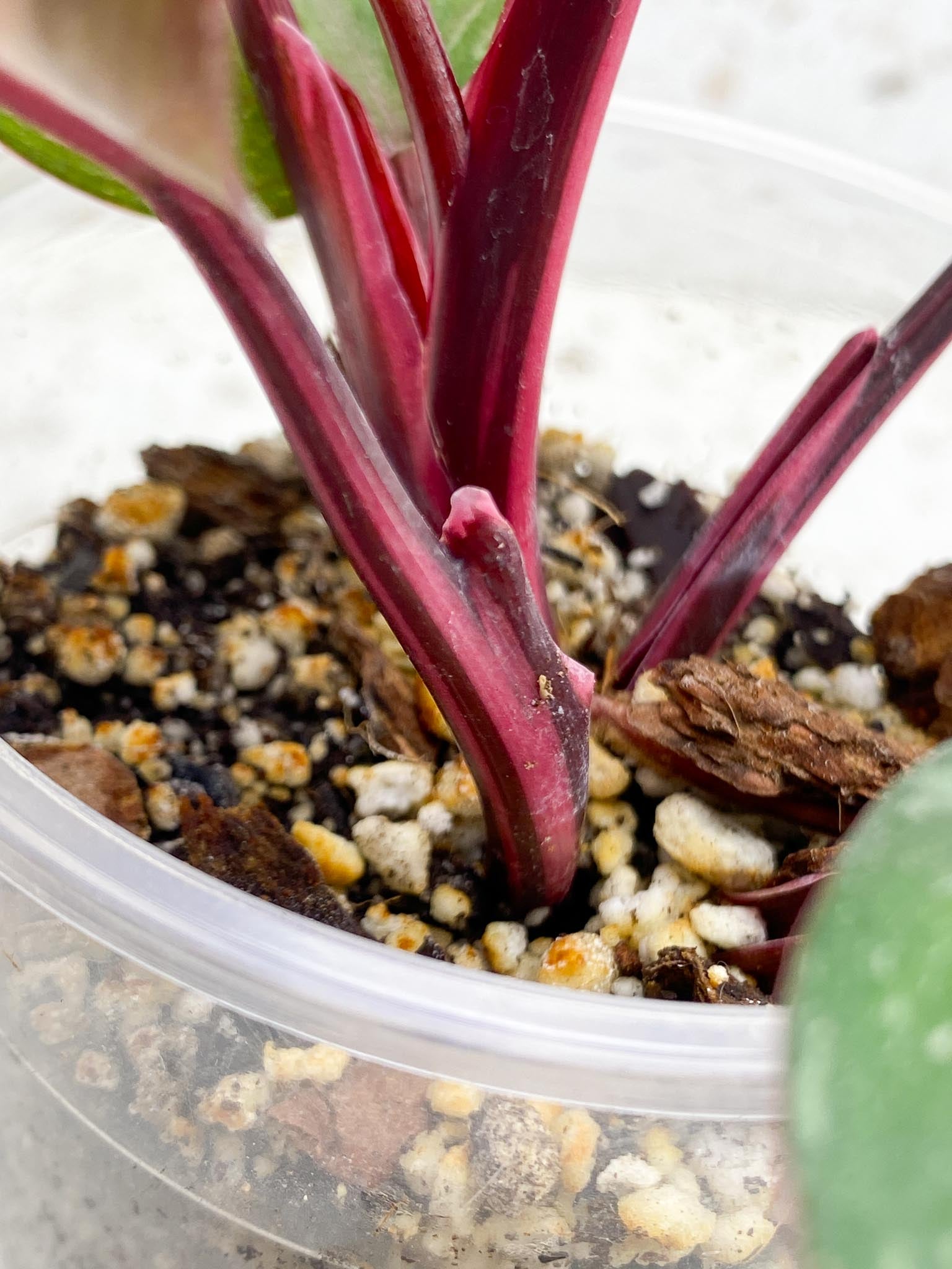 Philodendron Pink Princess Marble Galaxy Variegated Multiple Leaves Multiple Nodes Top Cutting Rooted