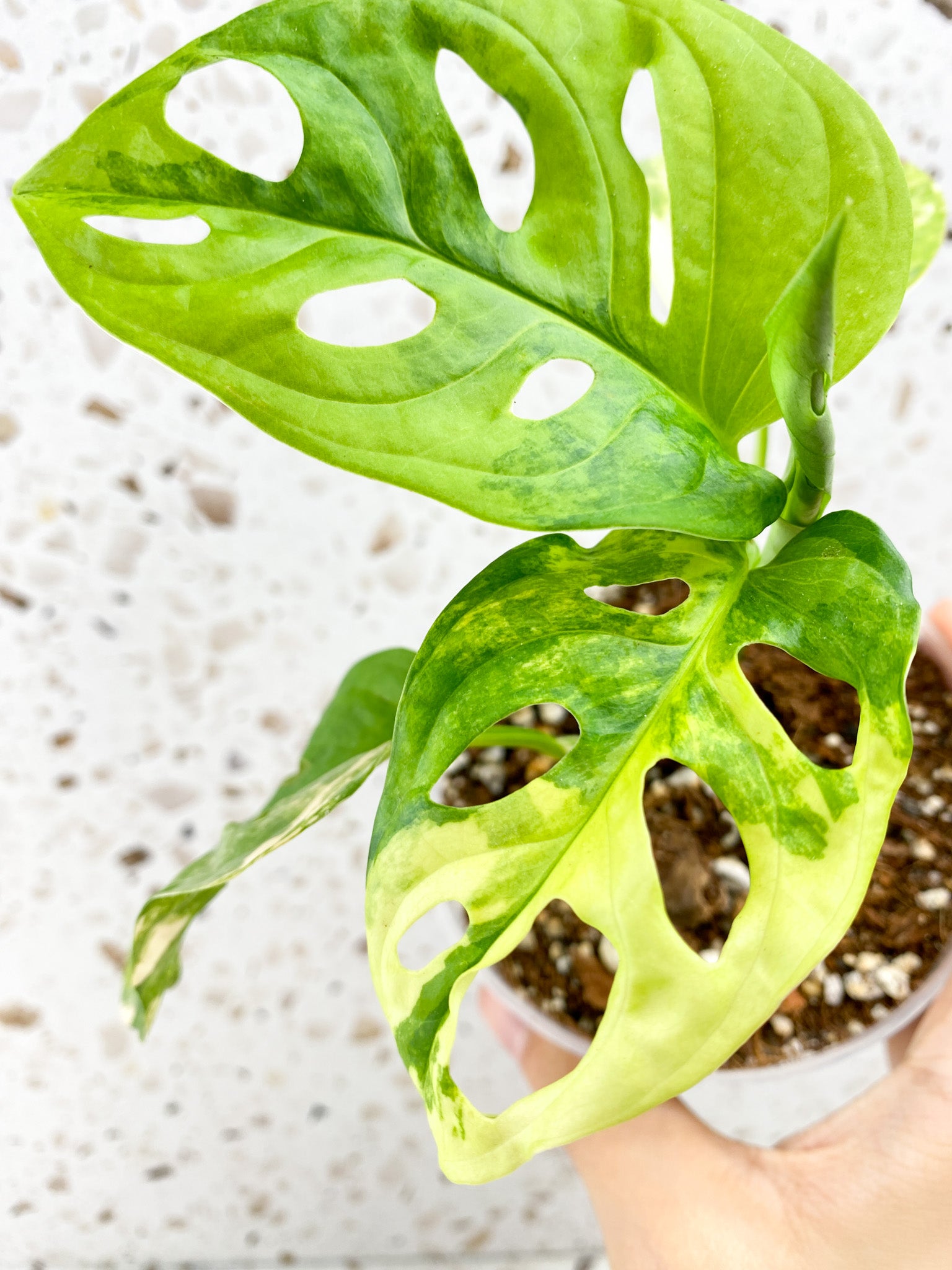 Monstera Adansonii Aurea 4 leaves 1 shoot top cutting