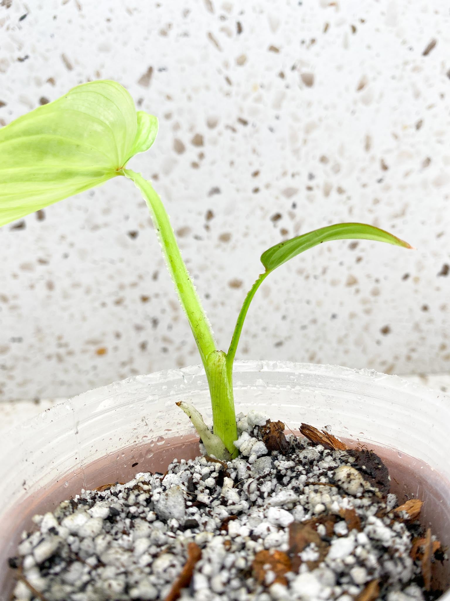 *Philodendron Mamei Silver  Variegated 2 Leaves  3 Nodes  1 Sprout Top Cutting