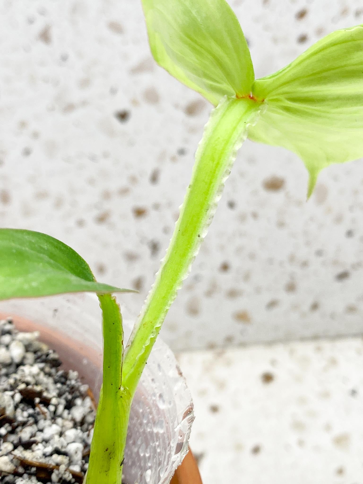 *Philodendron Mamei Silver  Variegated 2 Leaves  3 Nodes  1 Sprout Top Cutting