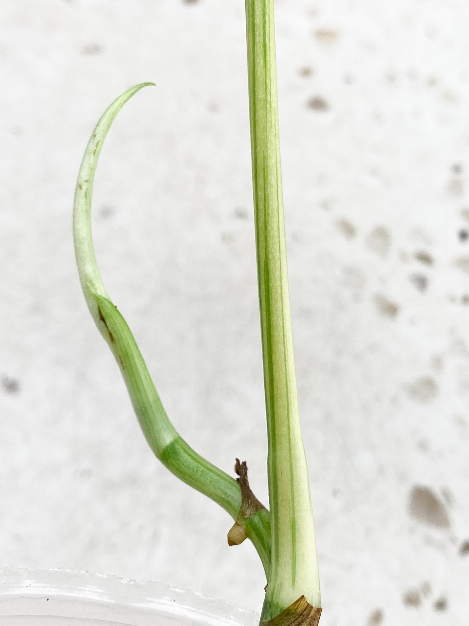 *Amydrium Medium Variegated 1 Leaf Multiple nodes 1 Sprout Top Cutting Rooted