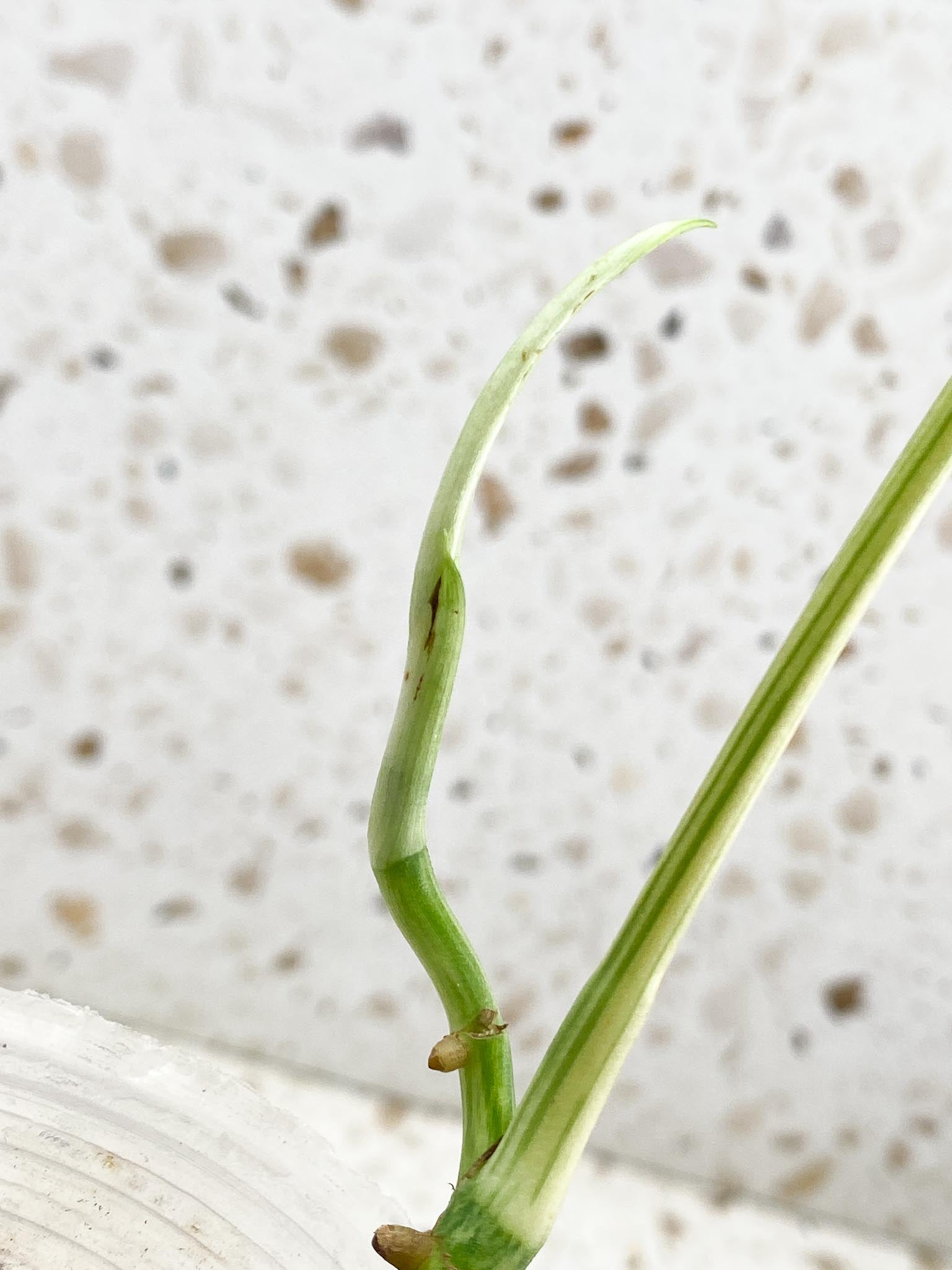 *Amydrium Medium Variegated 1 Leaf Multiple nodes 1 Sprout Top Cutting Rooted