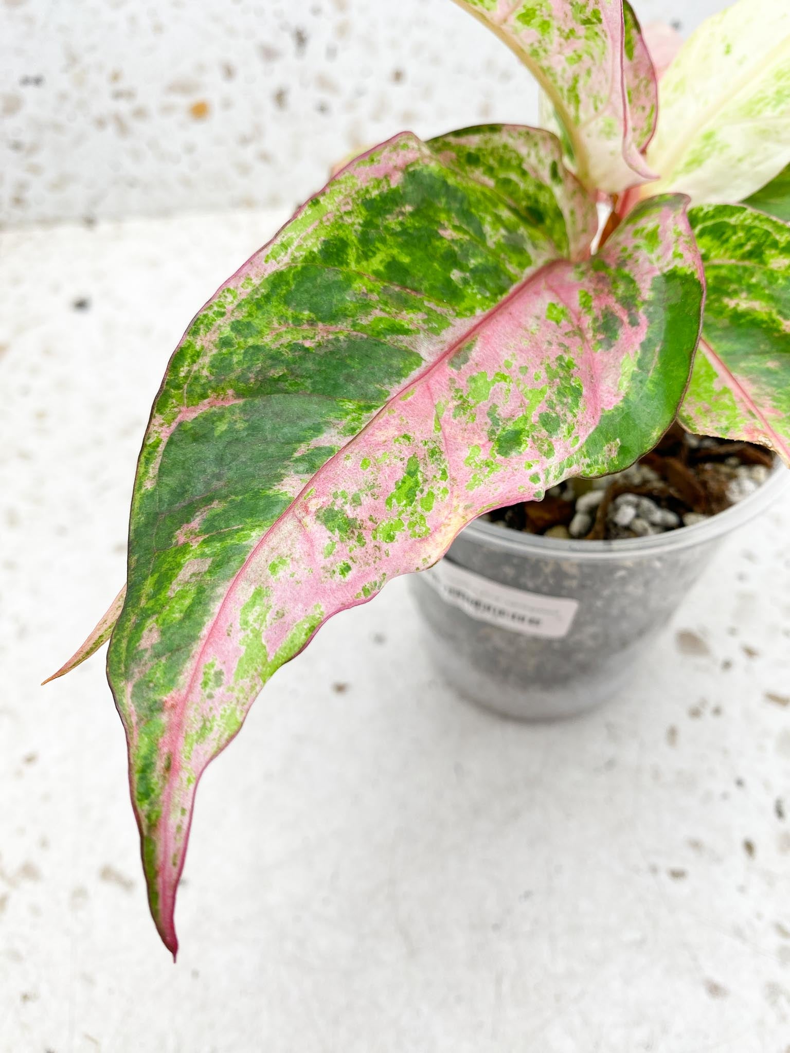 Anthurium Renaissance  Pink Variegated Multiple Leaves Multiple Nodes Rooted