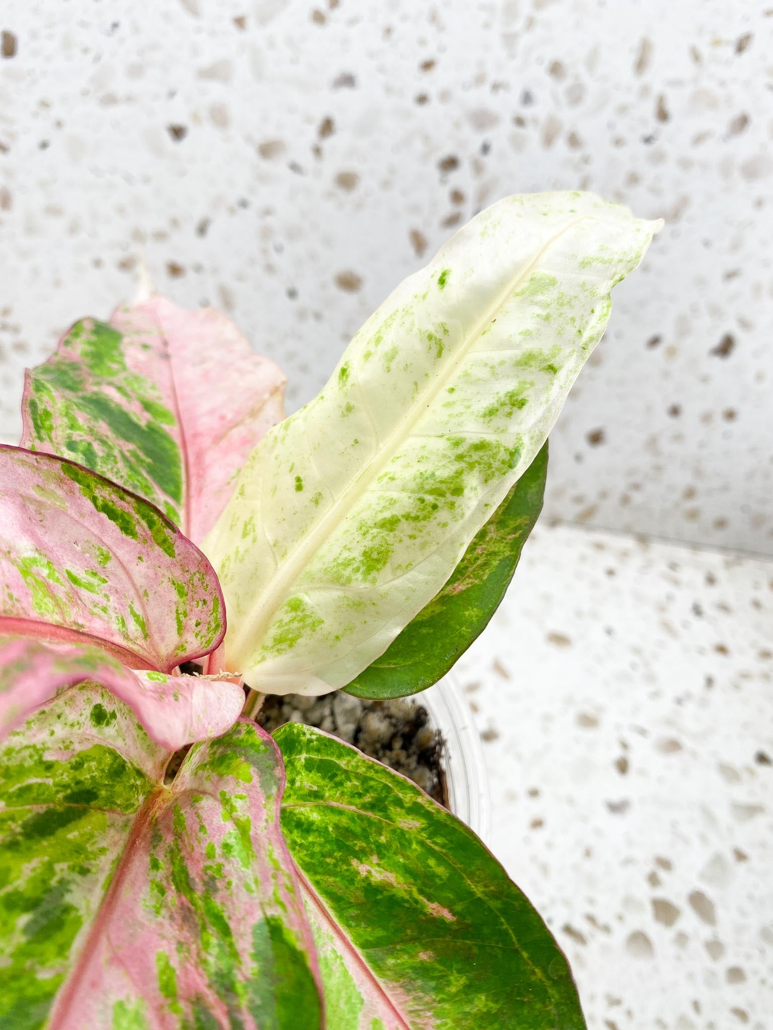 Anthurium Renaissance  Pink Variegated Multiple Leaves Multiple Nodes Rooted