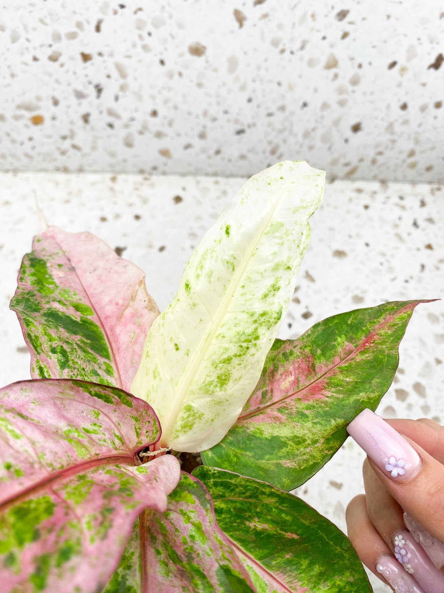 Anthurium Renaissance  Pink Variegated Multiple Leaves Multiple Nodes Rooted