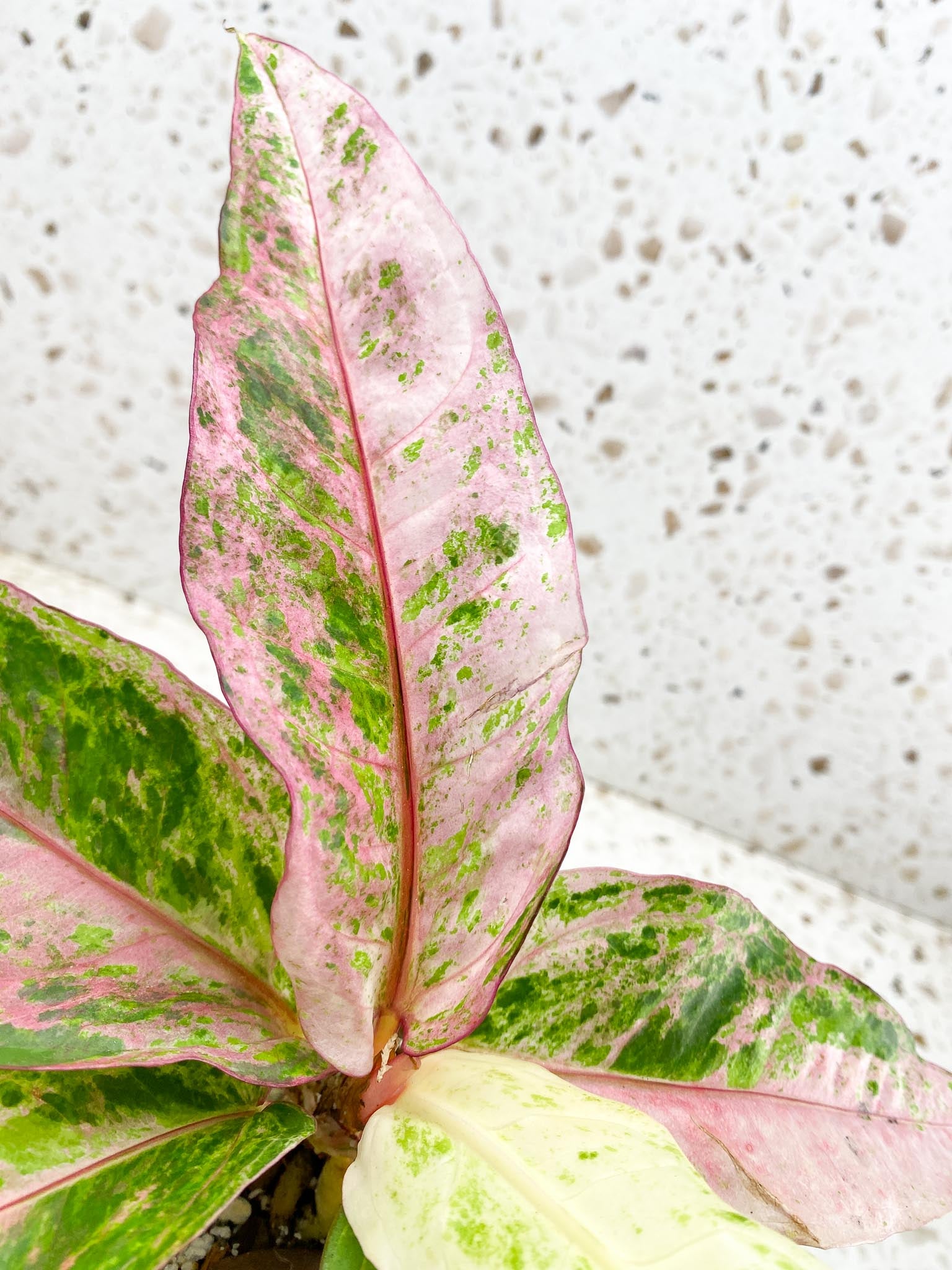 Anthurium Renaissance  Pink Variegated Multiple Leaves Multiple Nodes Rooted