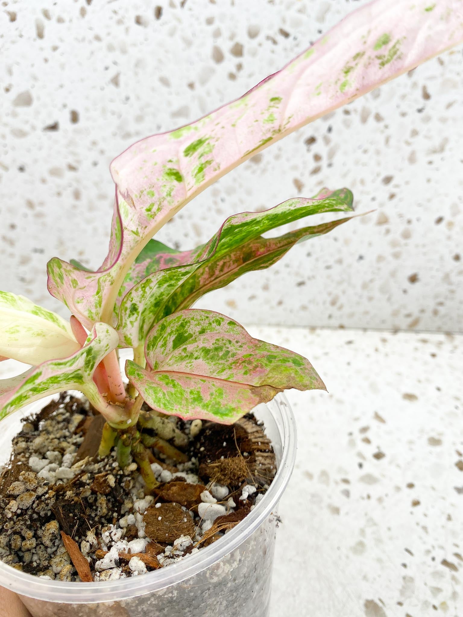 Anthurium Renaissance  Pink Variegated Multiple Leaves Multiple Nodes Rooted