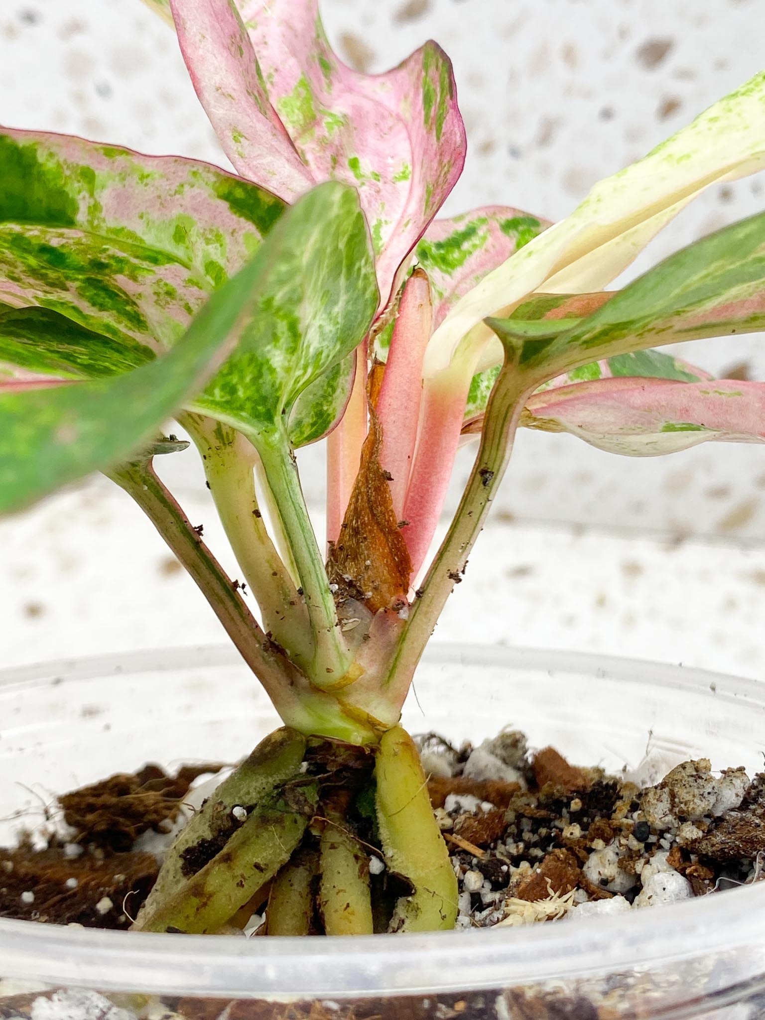 Anthurium Renaissance  Pink Variegated Multiple Leaves Multiple Nodes Rooted