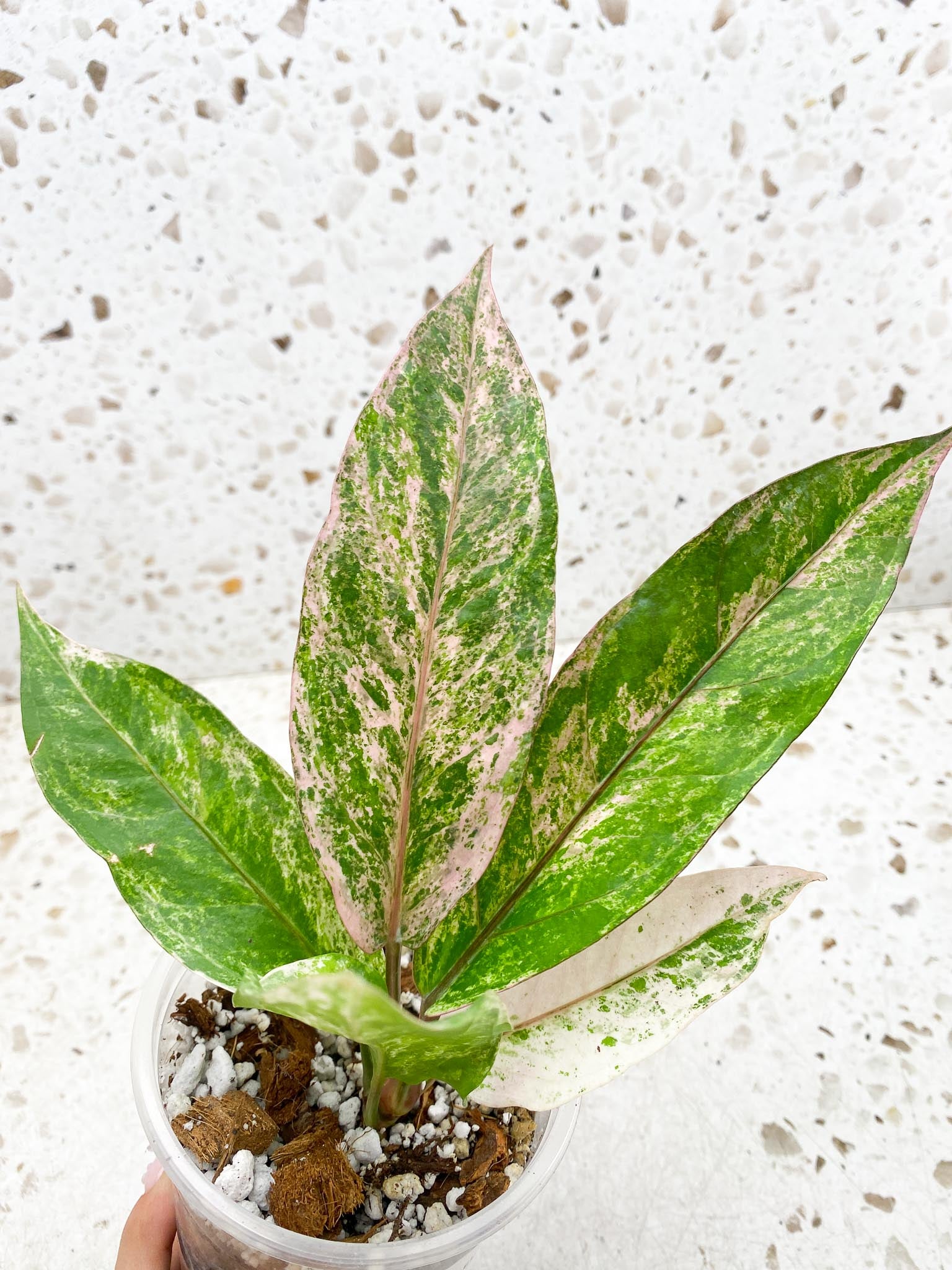 Anthurium Renaissance  Pink Variegated Multiple Options