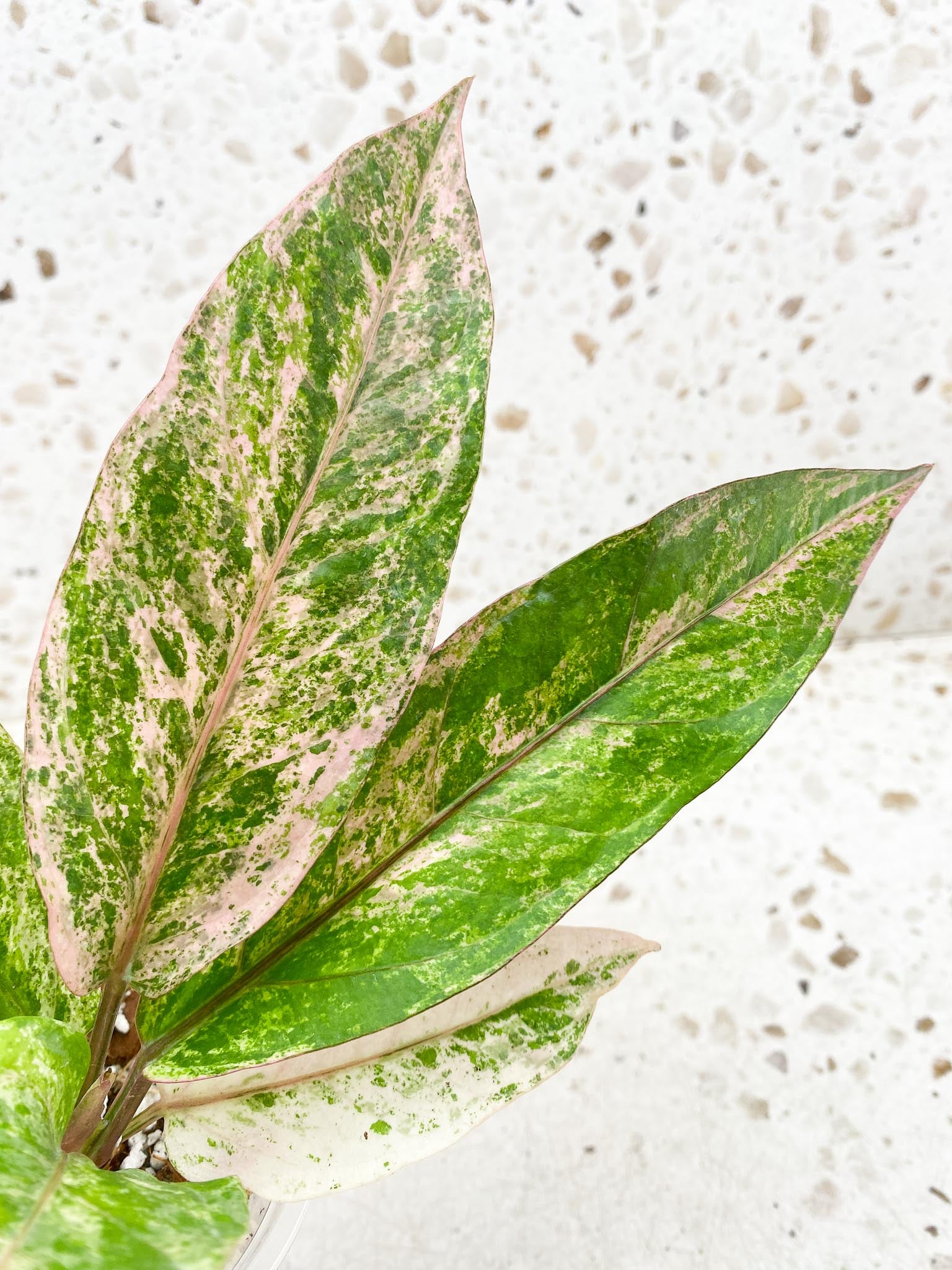 Anthurium Renaissance  Pink Variegated Multiple Options