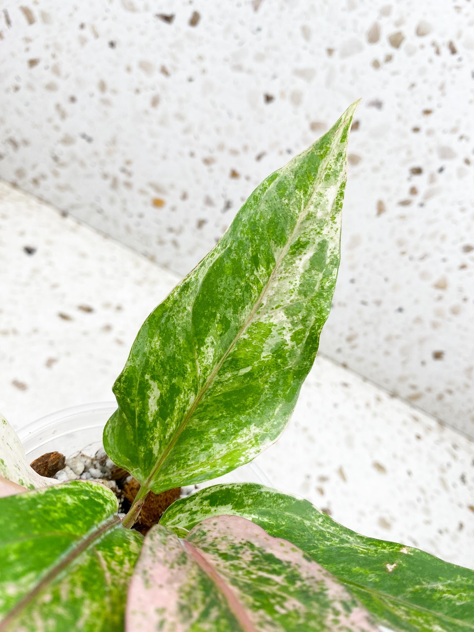 Anthurium Renaissance  Pink Variegated Multiple Options